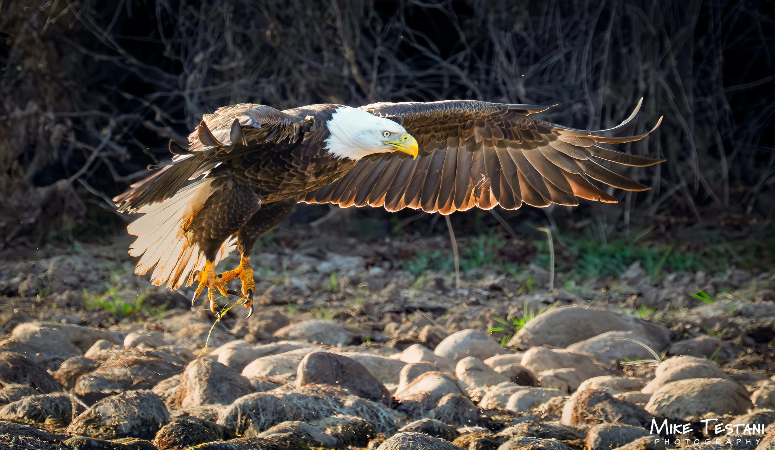 Salt Rivger Eagle 2026 10w.jpg