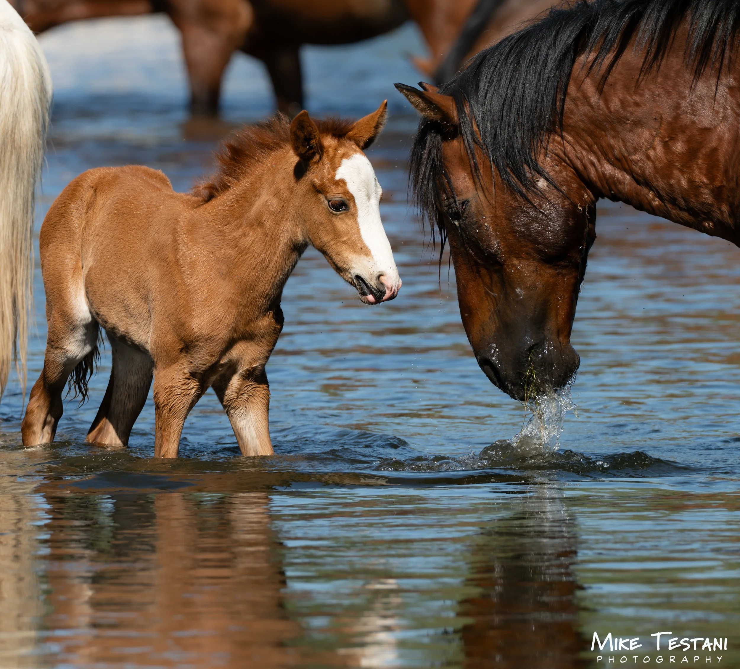 A close-up of a foal and an adult horse standing in shallow water, touching noses. The foal has a light brown coat with a white stripe on its face, while the adult horse has a darker brown coat with black mane. There are other horses visible in the b