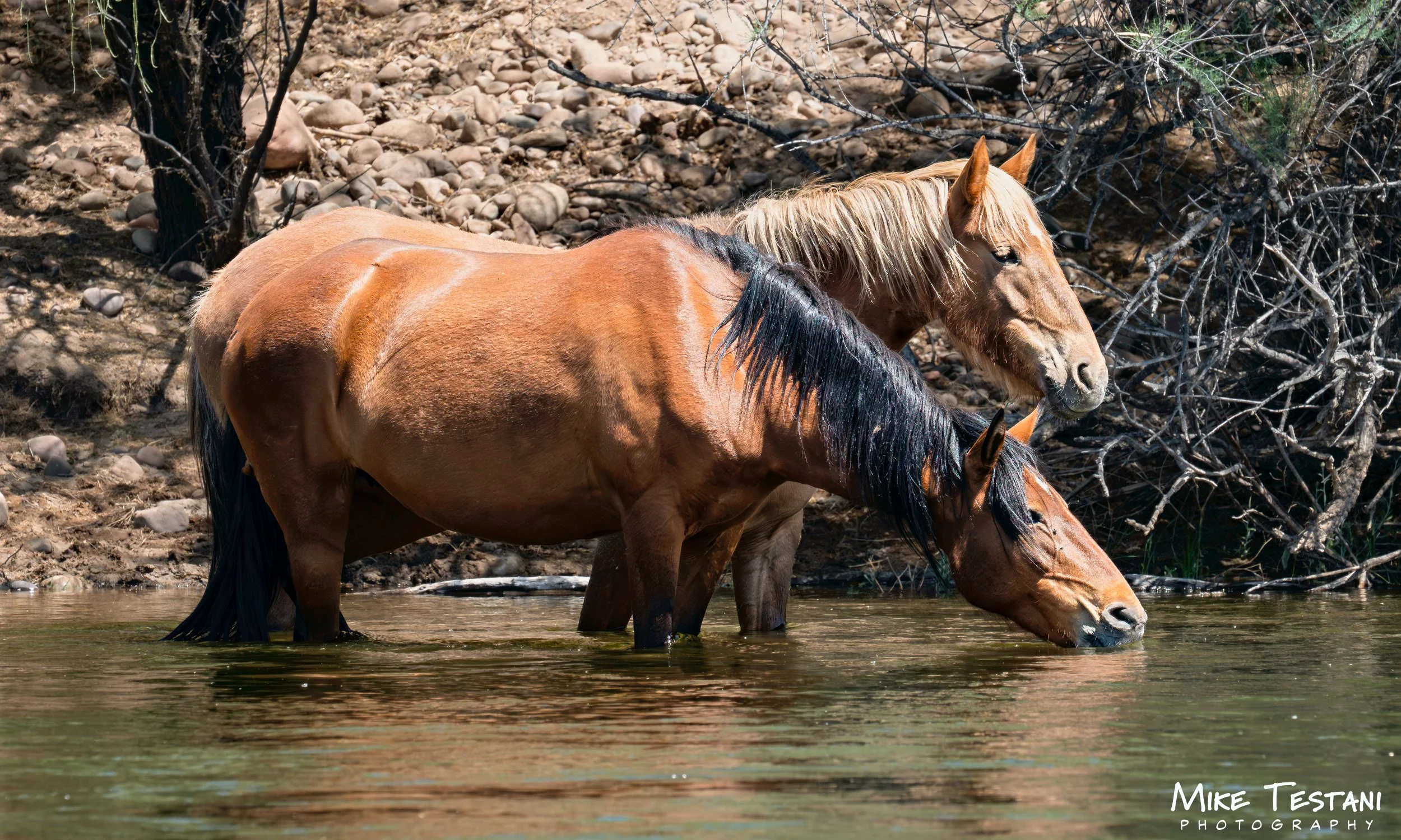 Salt River Horses 17  April 2026-24.jpg
