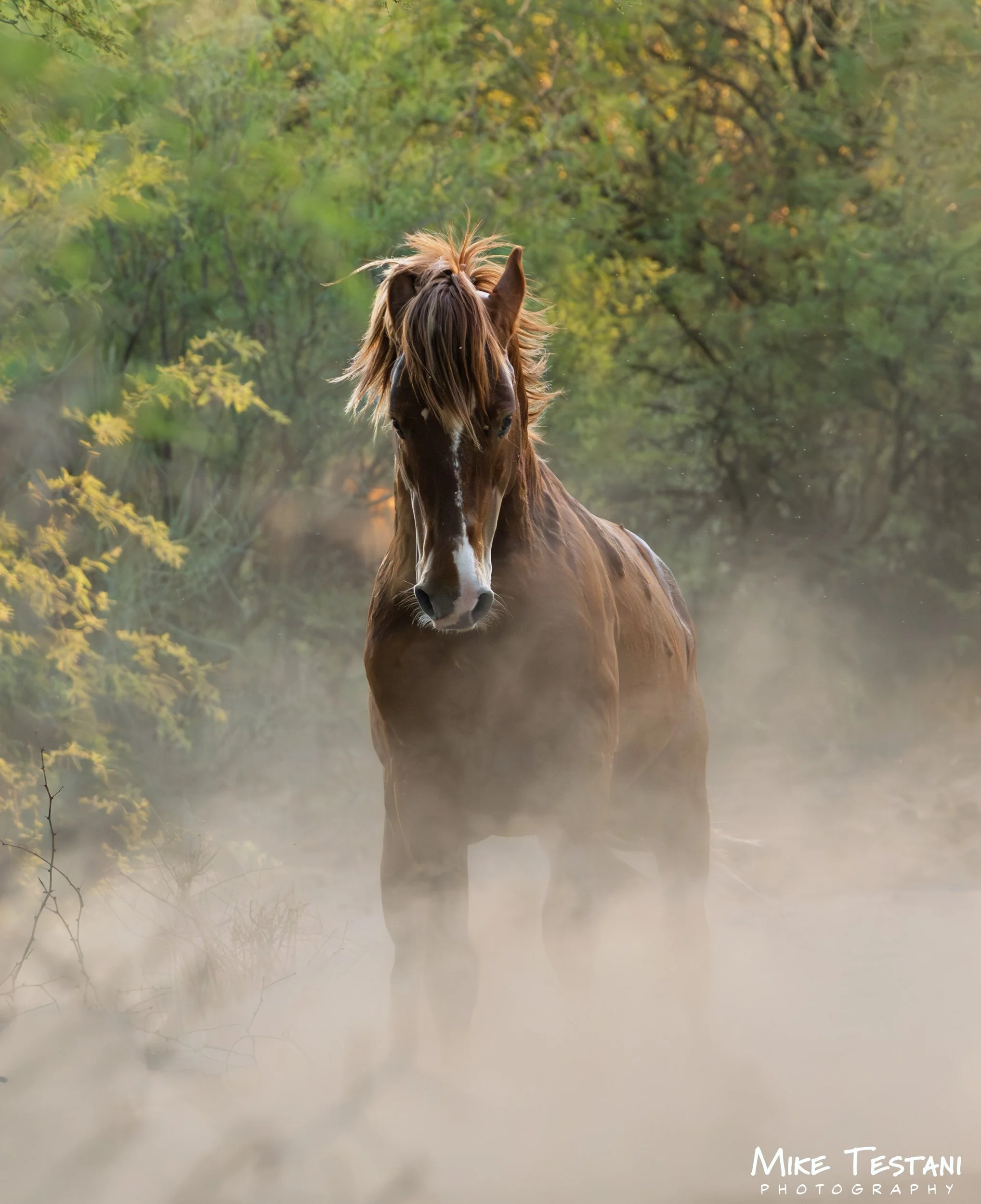 A brown horse with a flowing mane standing in a misty field surrounded by trees with autumn leaves.