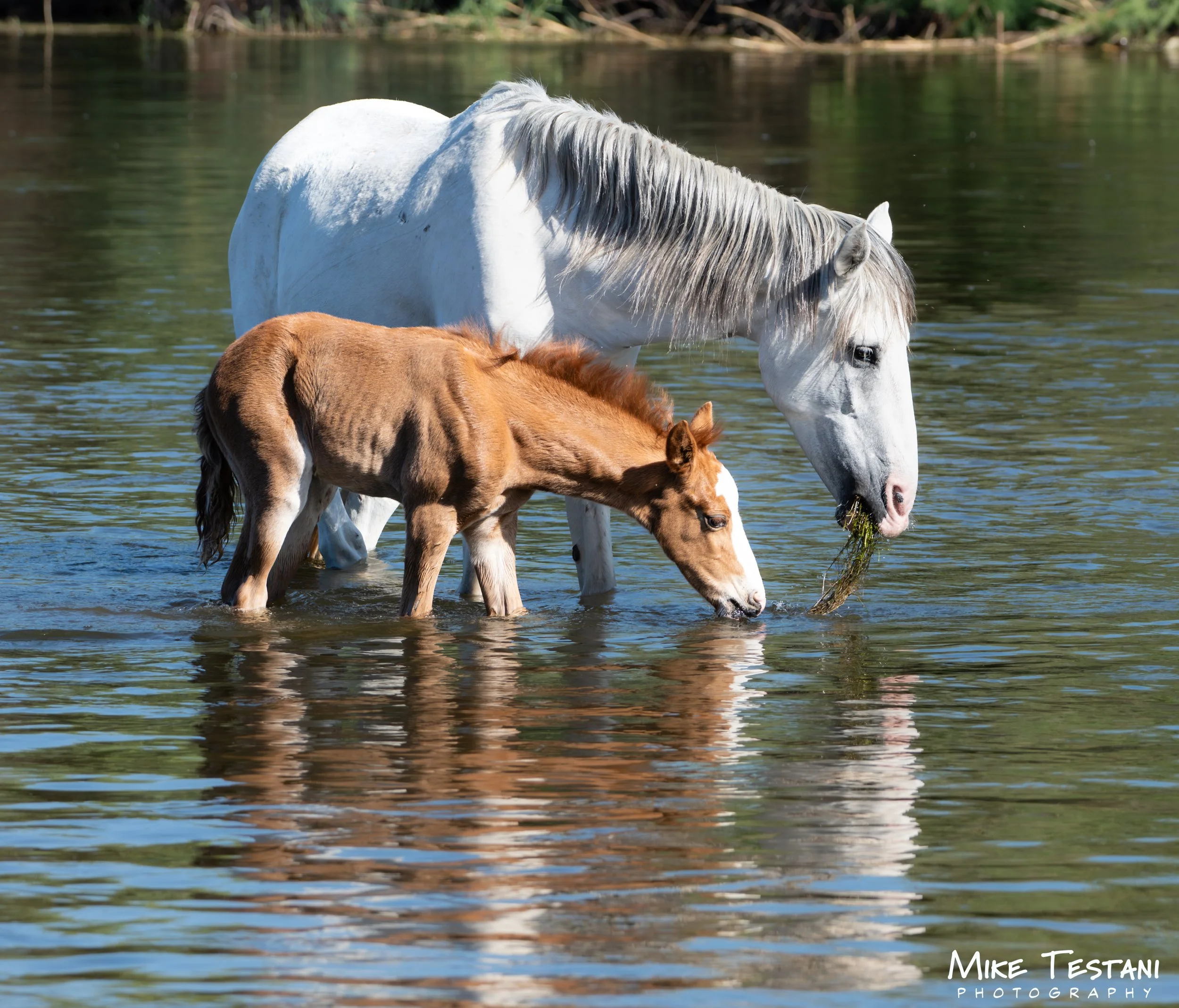 A white horse and a brown and white horse standing in shallow water with trees in the background.