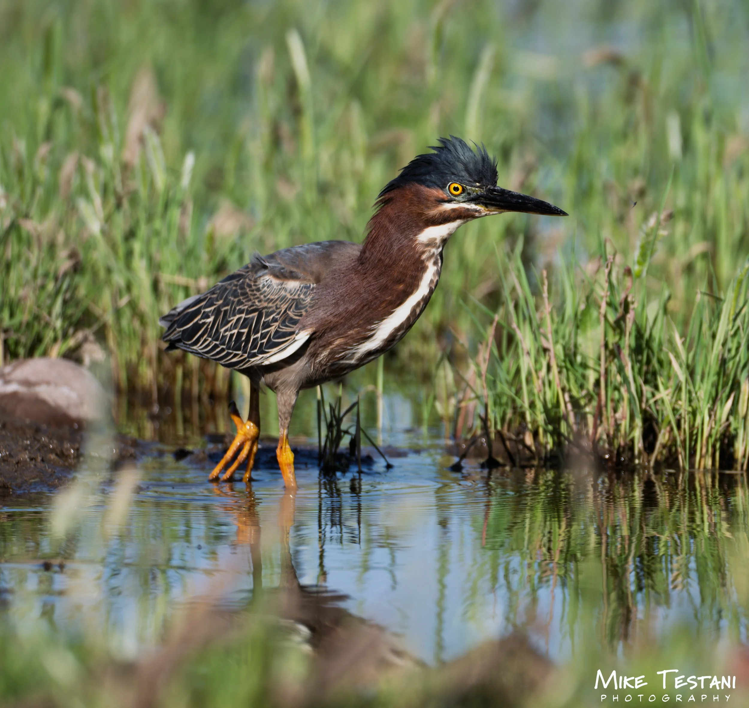 A close-up of a bird standing in shallow water surrounded by tall green grasses, with the bird's head turned to the right, showcasing yellow eyes and a long black beak.
