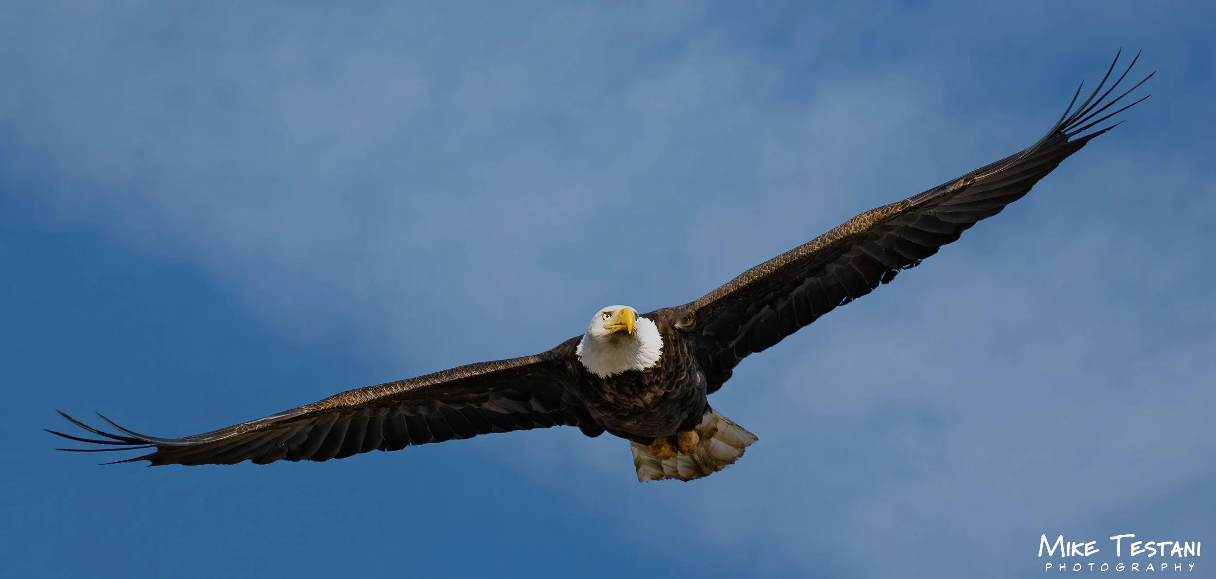 Salt River Eagle 14 L.jpg