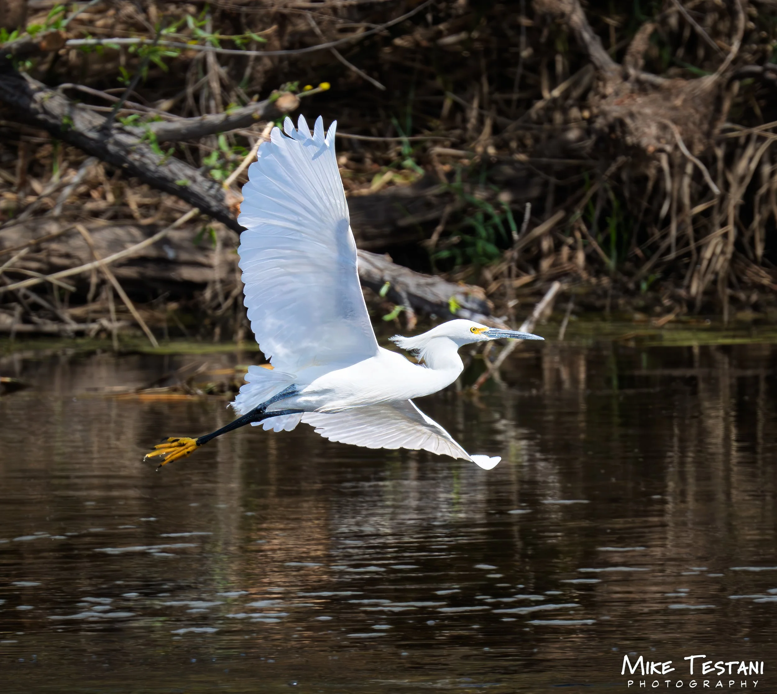Egrett  314 R.jpg