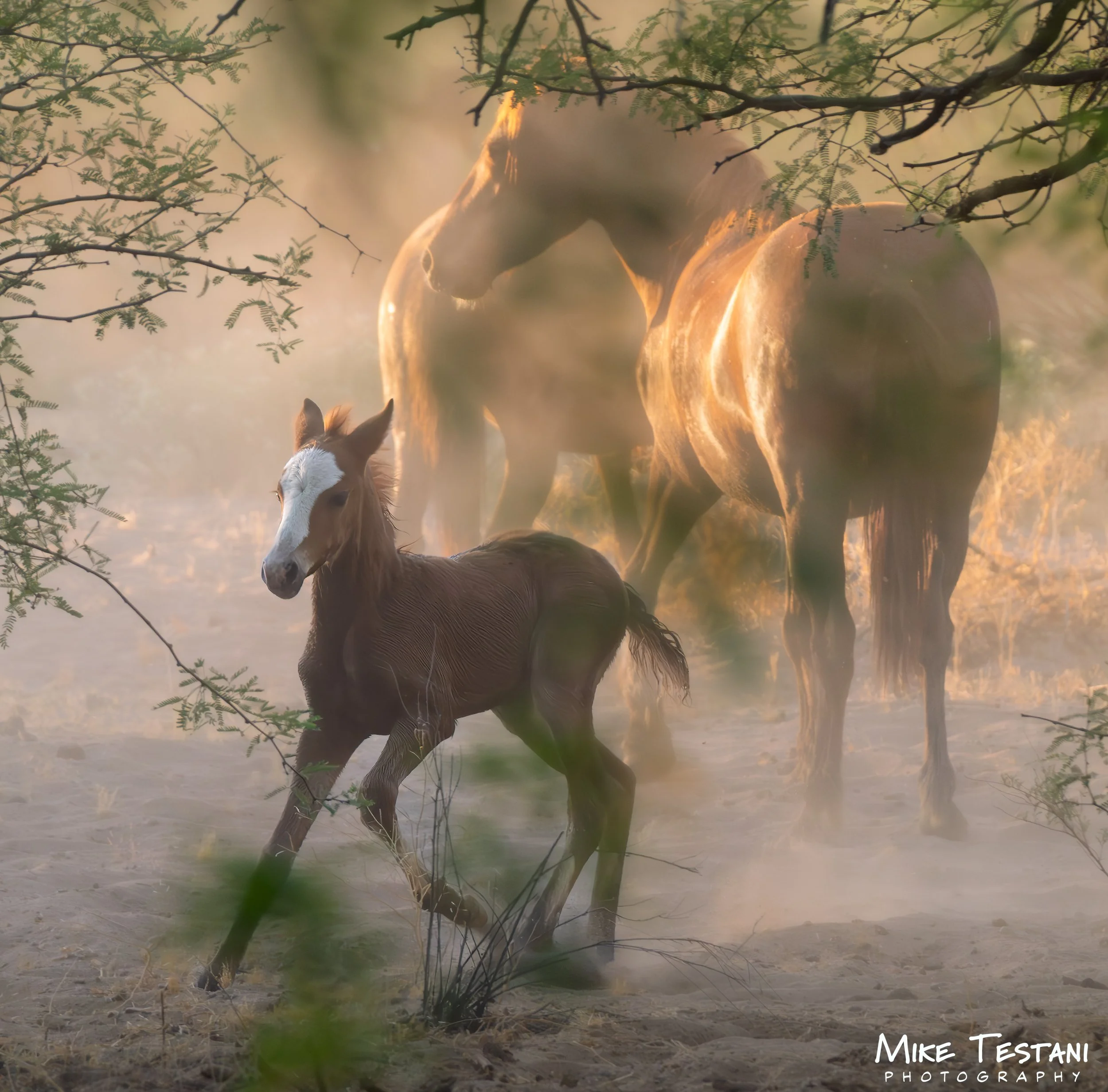 A horse with a white face and brown body standing in a foggy outdoor environment surrounded by trees and grass.