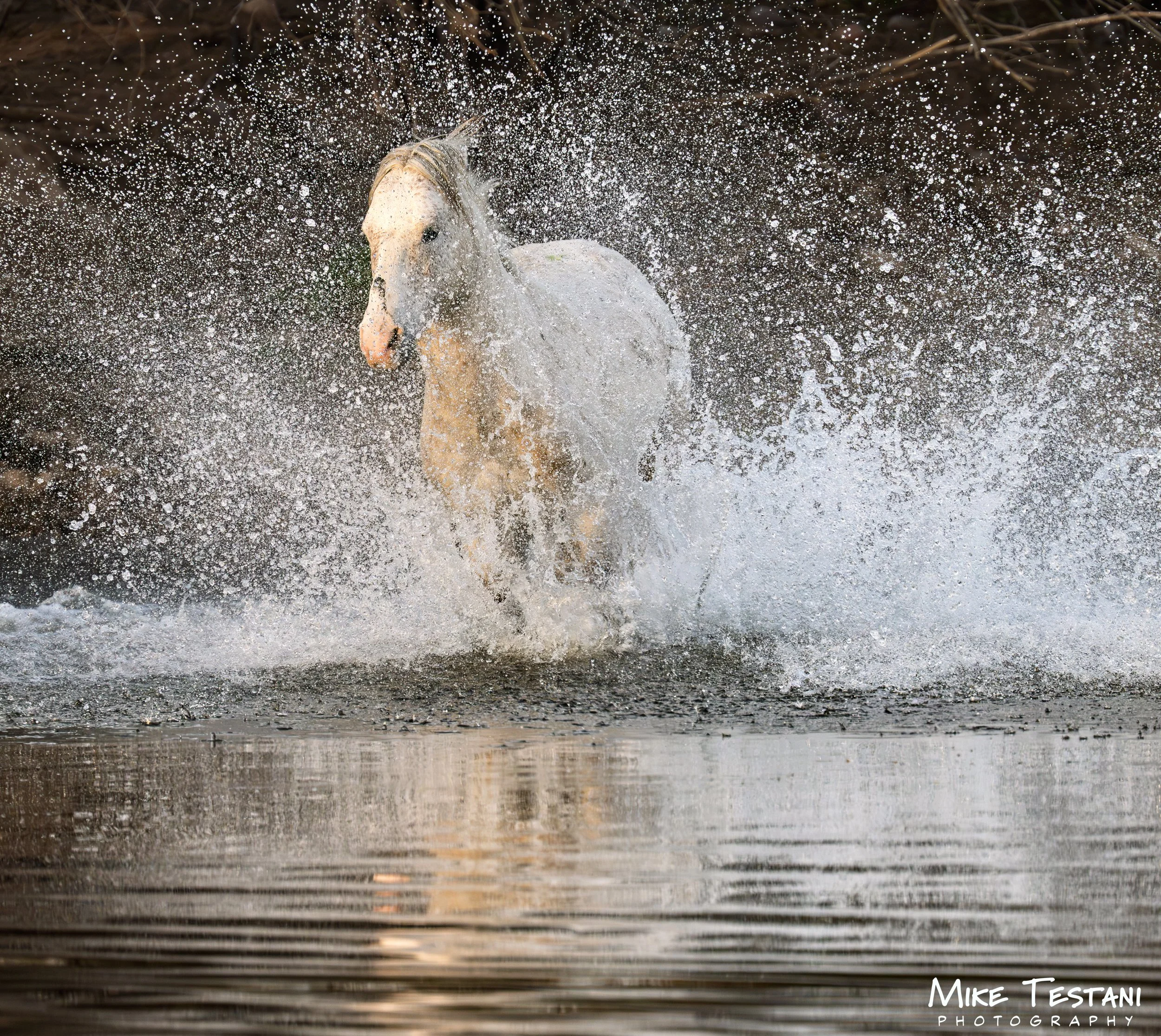 Salt River Horses 2026 Feb 9 F.jpg