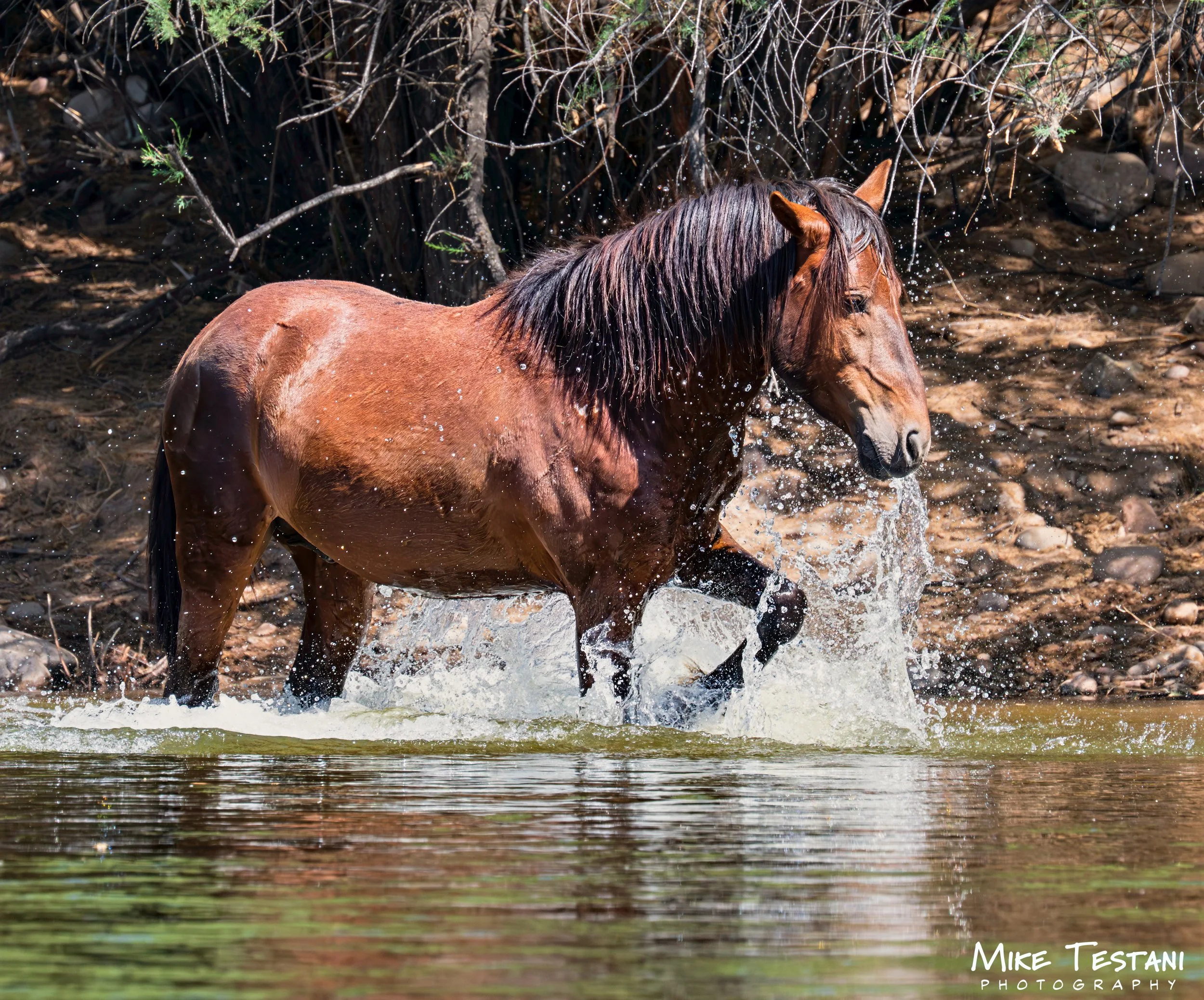 Salt River Horses 17  April 2026-26.jpg