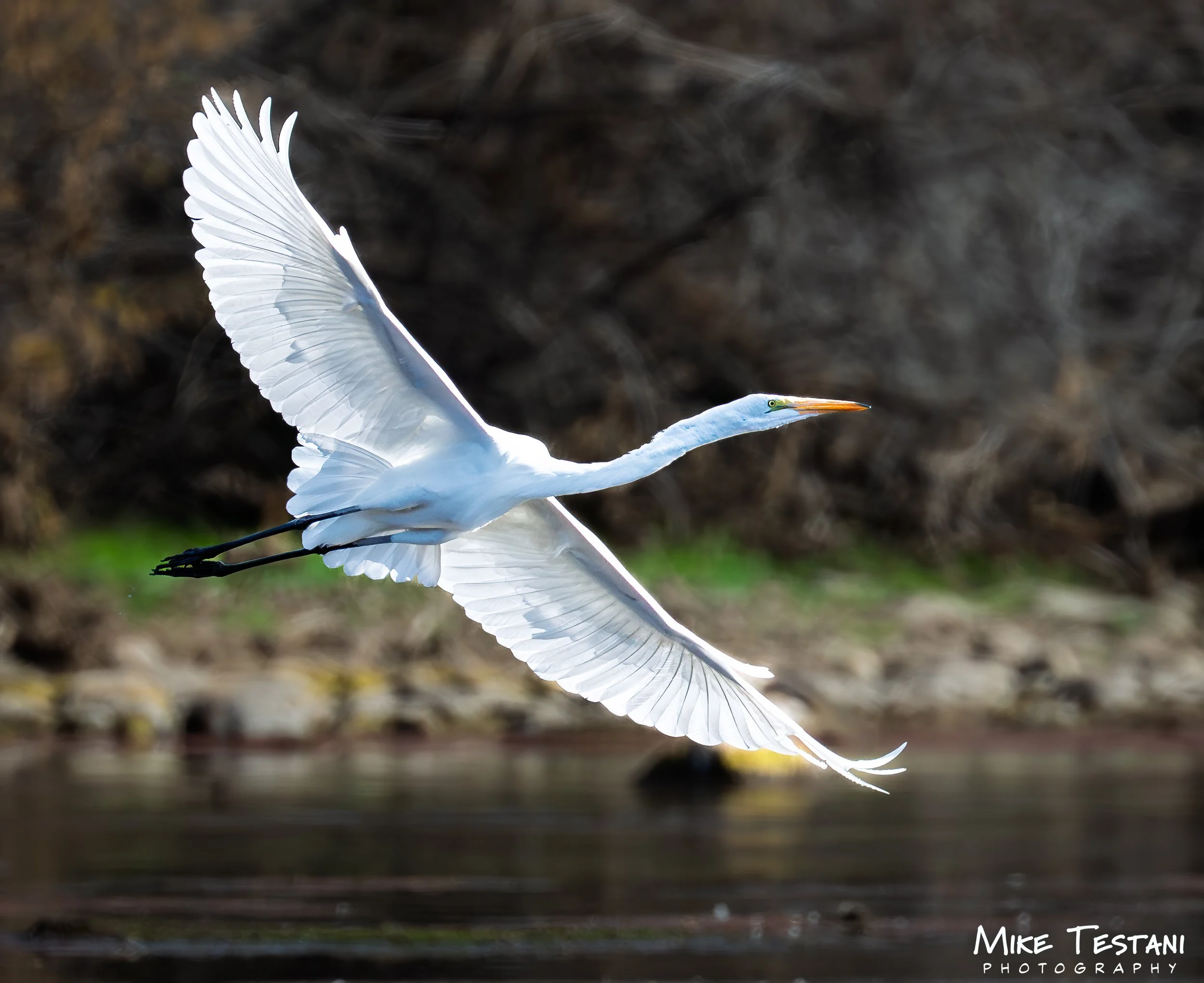 Egrett SR 2.jpg