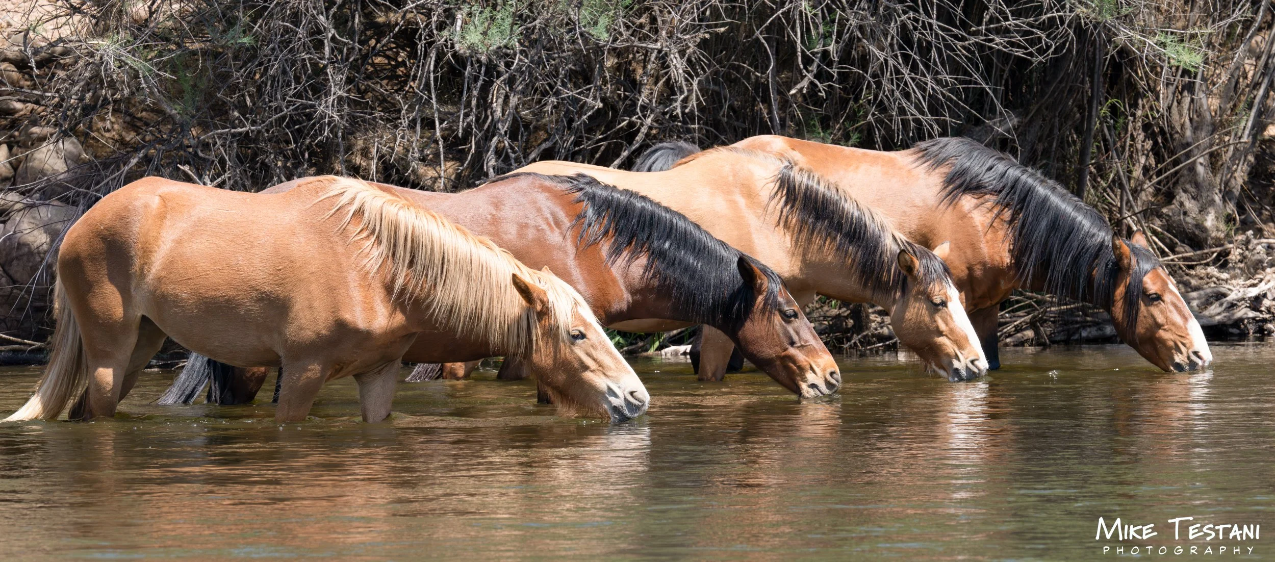 Salt River Horses 17  April 2026-18.jpg
