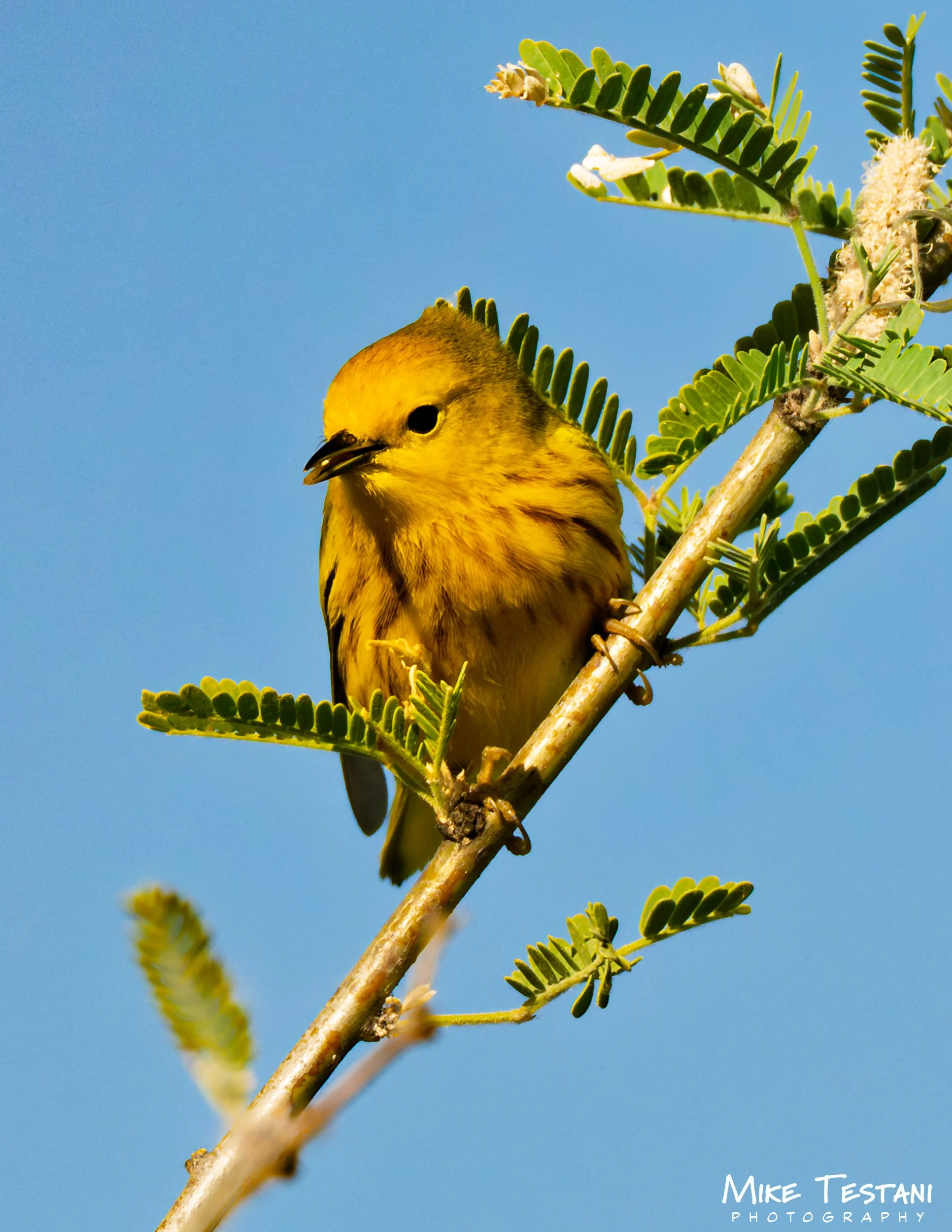 A small yellow bird perched on a branch of a plant with green fern-like leaves against a clear blue sky.