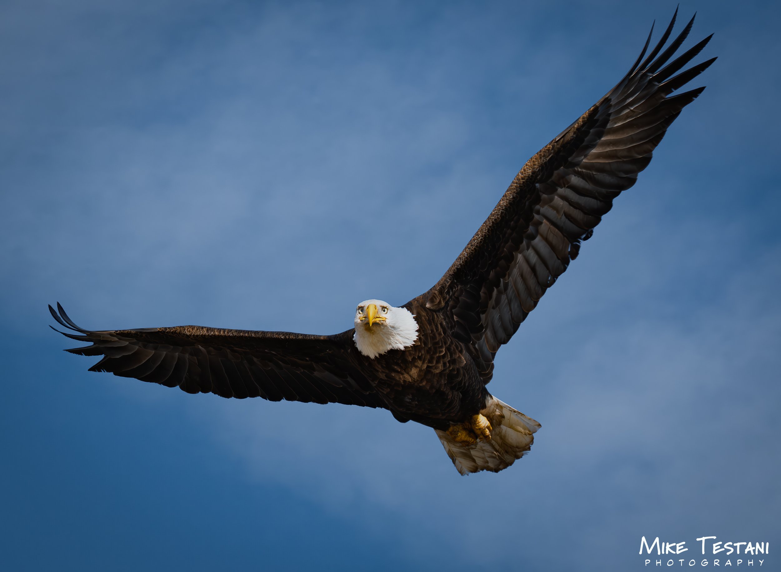 Salt River Eagle 12 L.jpg