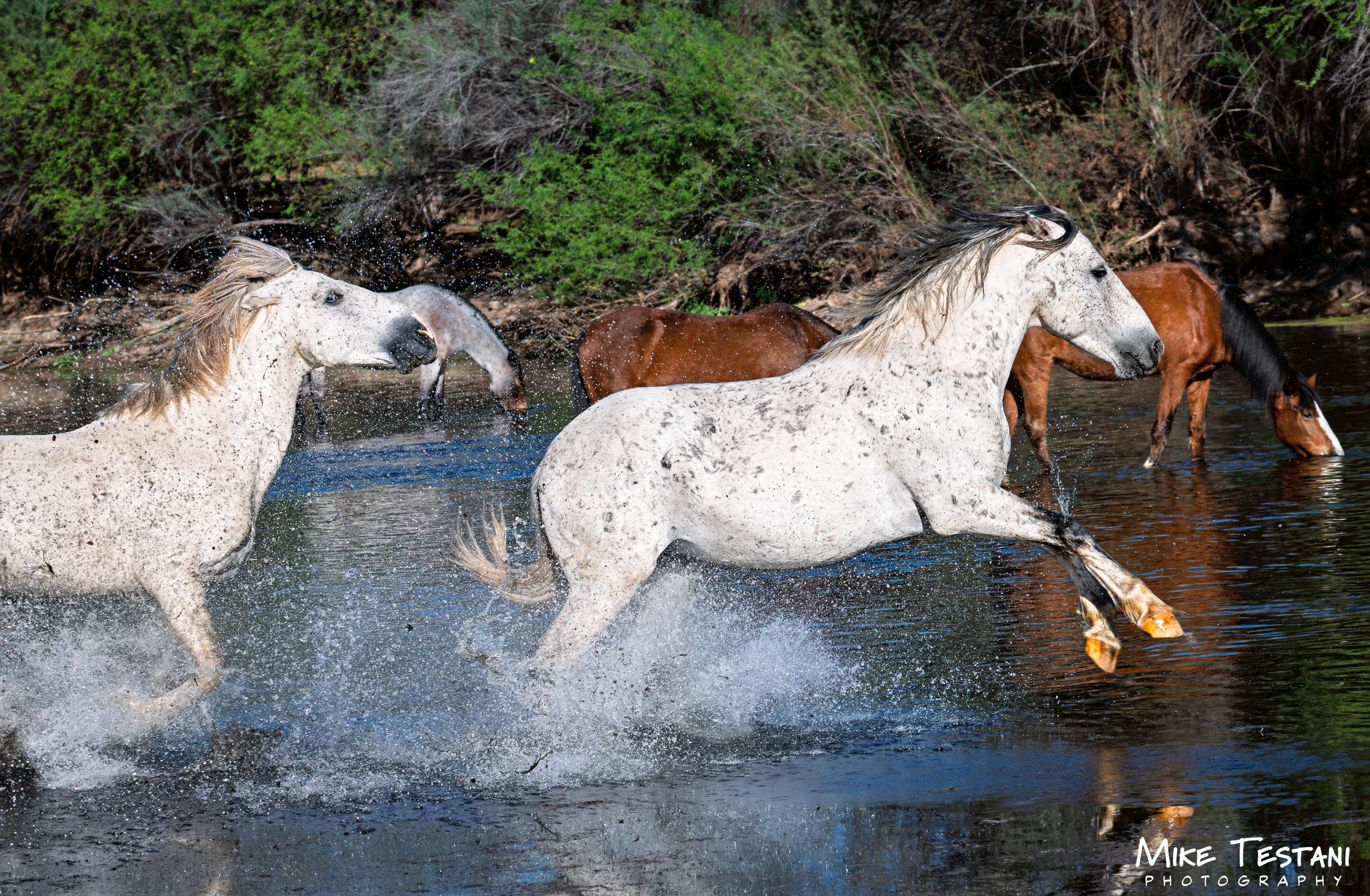 Salt River 3 19 26 G.jpg