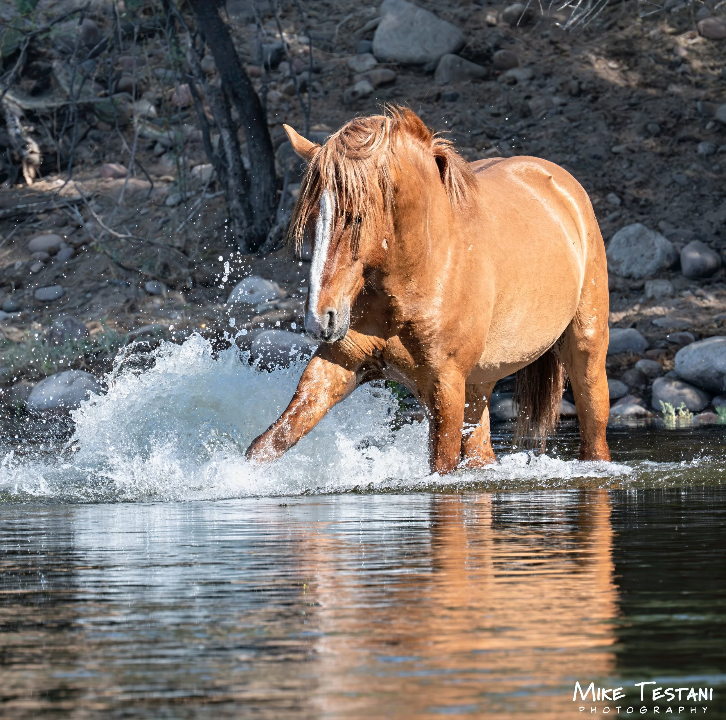 Salt River Horses 17  April 2026-33.jpg