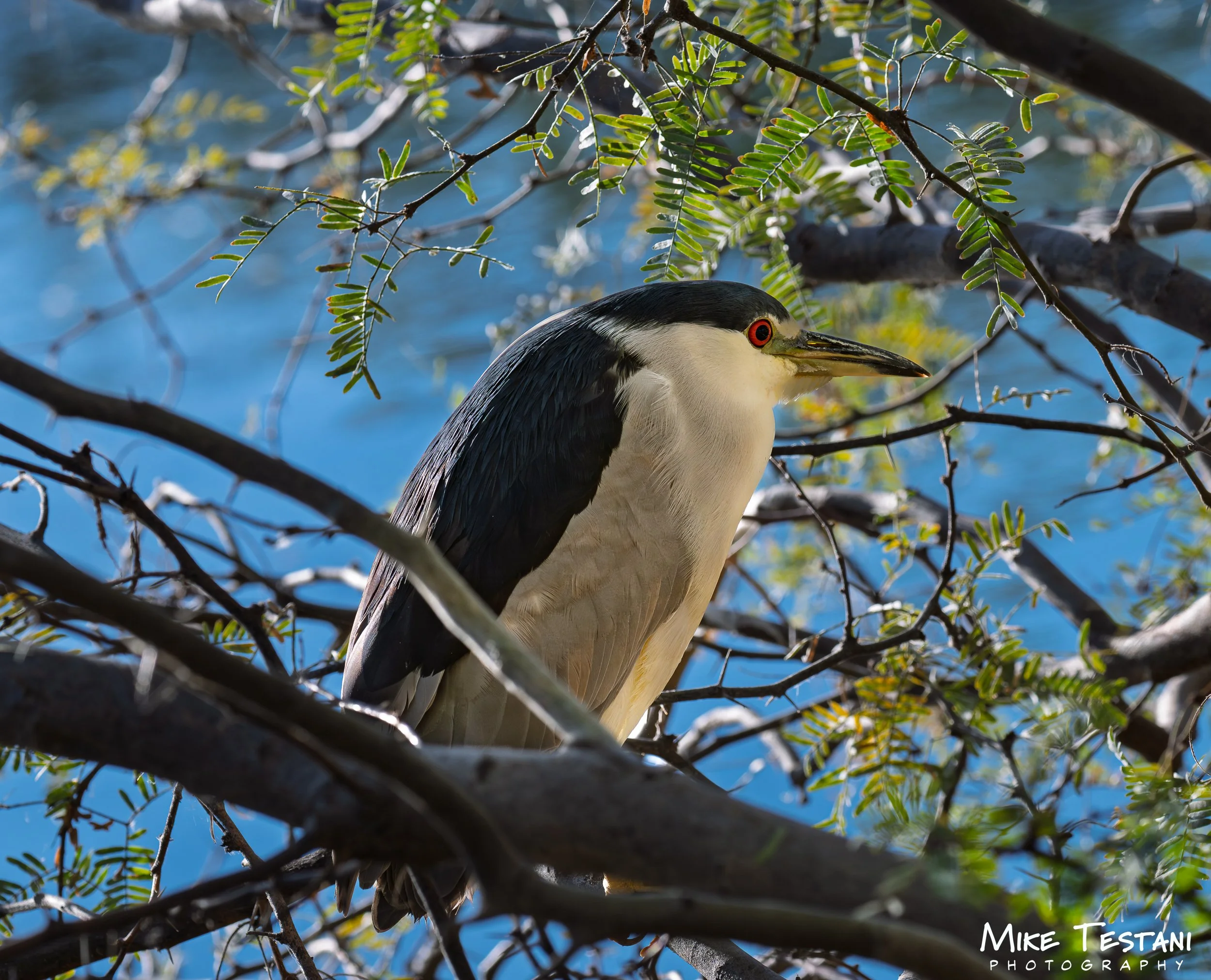 Night Heron q.jpg