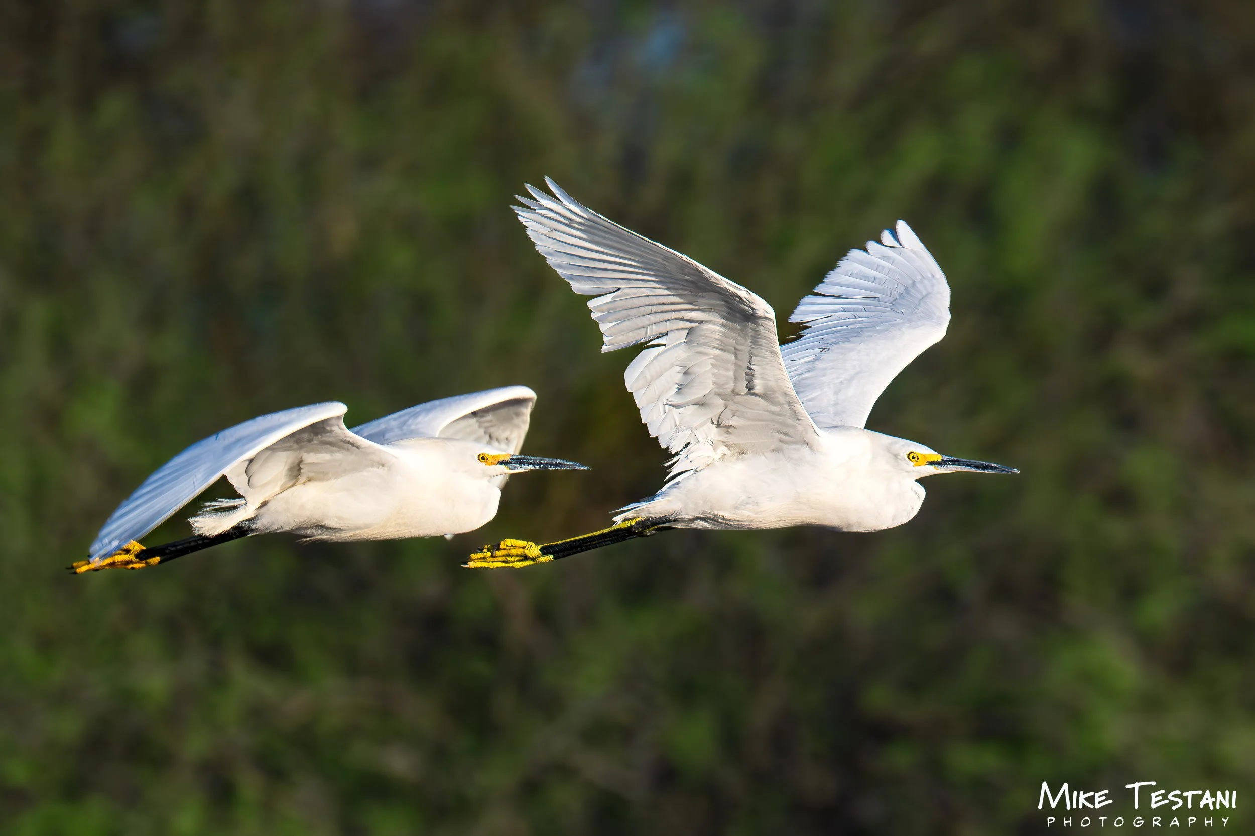 Egrett X 2.jpg