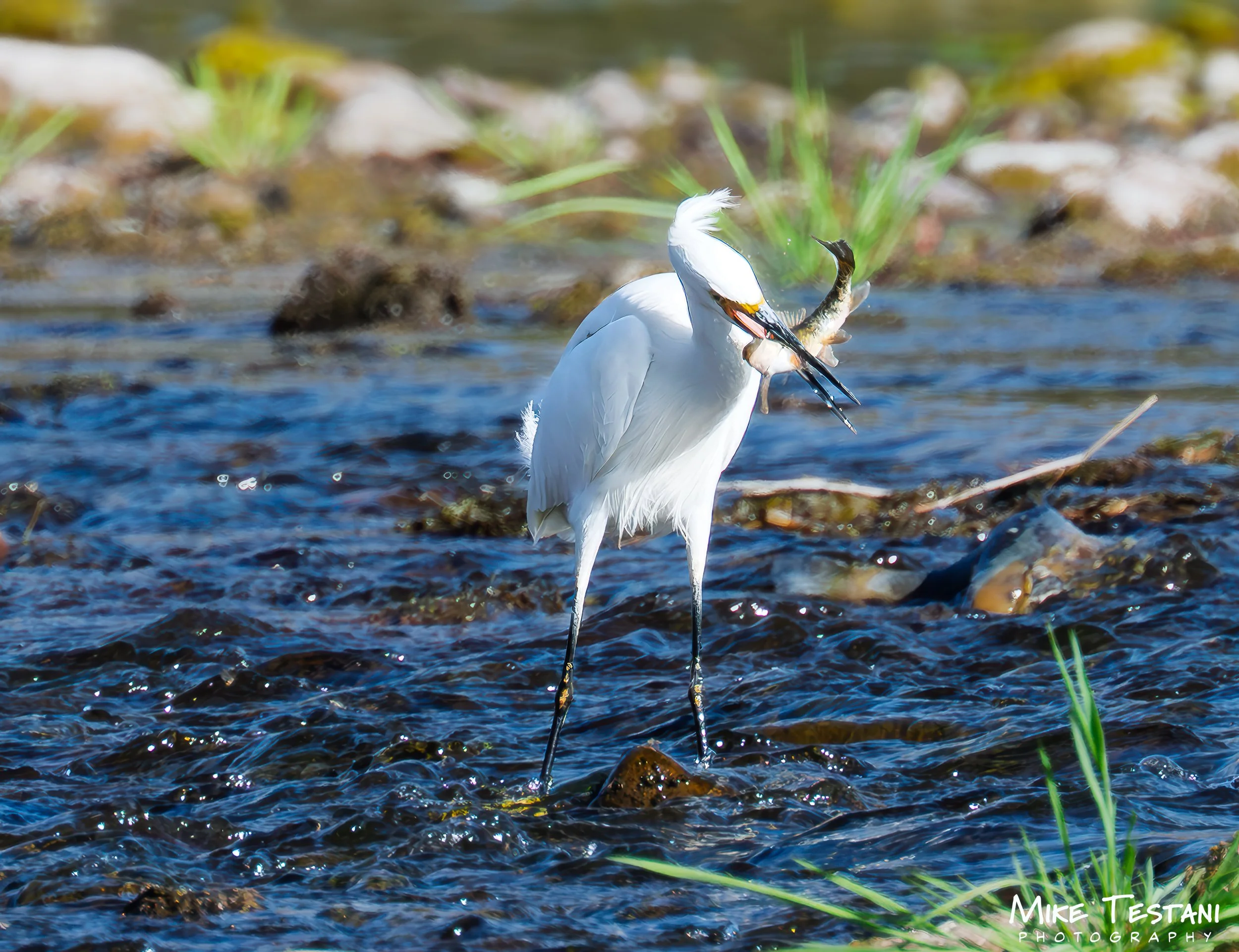Egrett + Fish.jpg