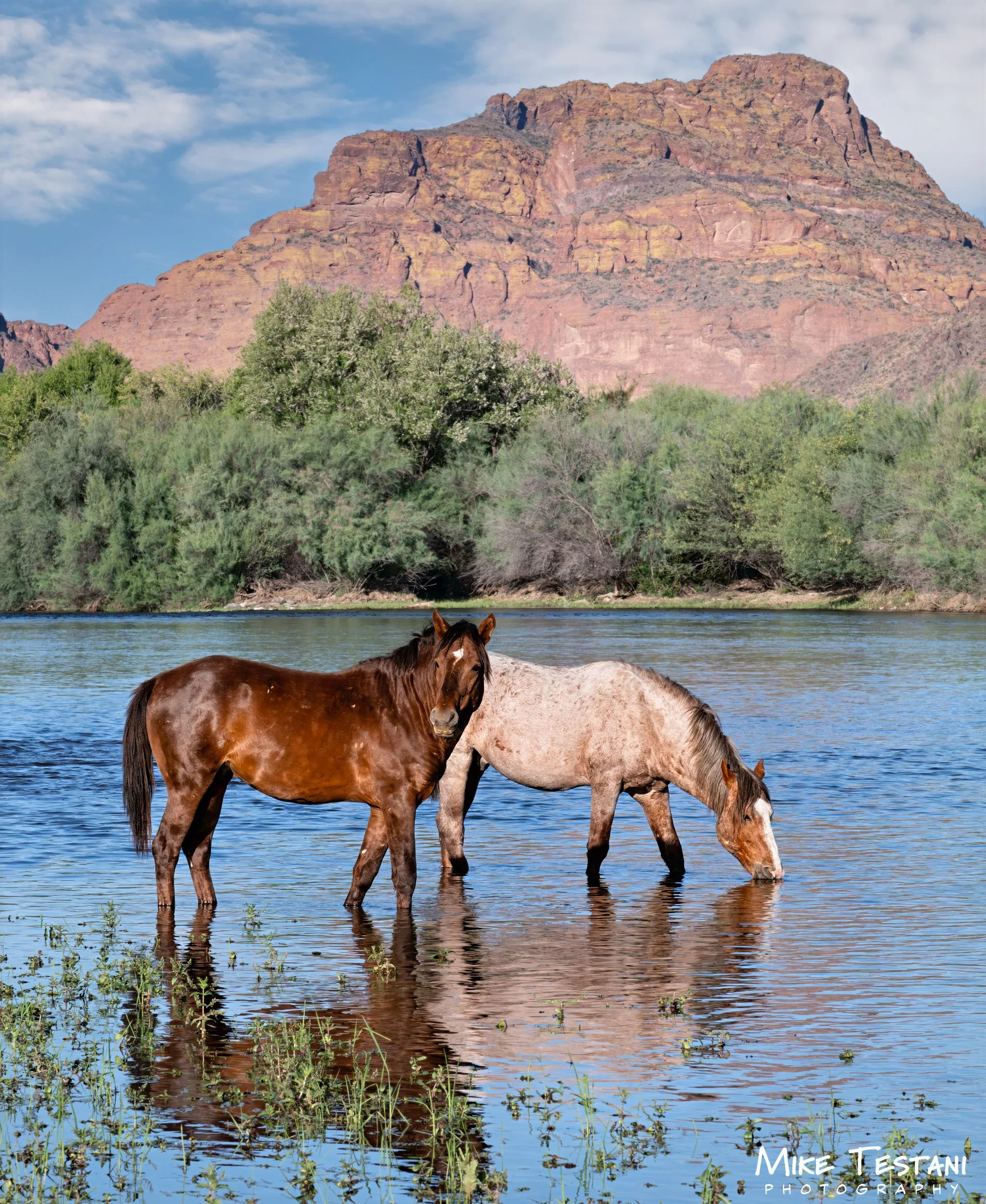 Salt River Horses 17  April 2026-6.jpg