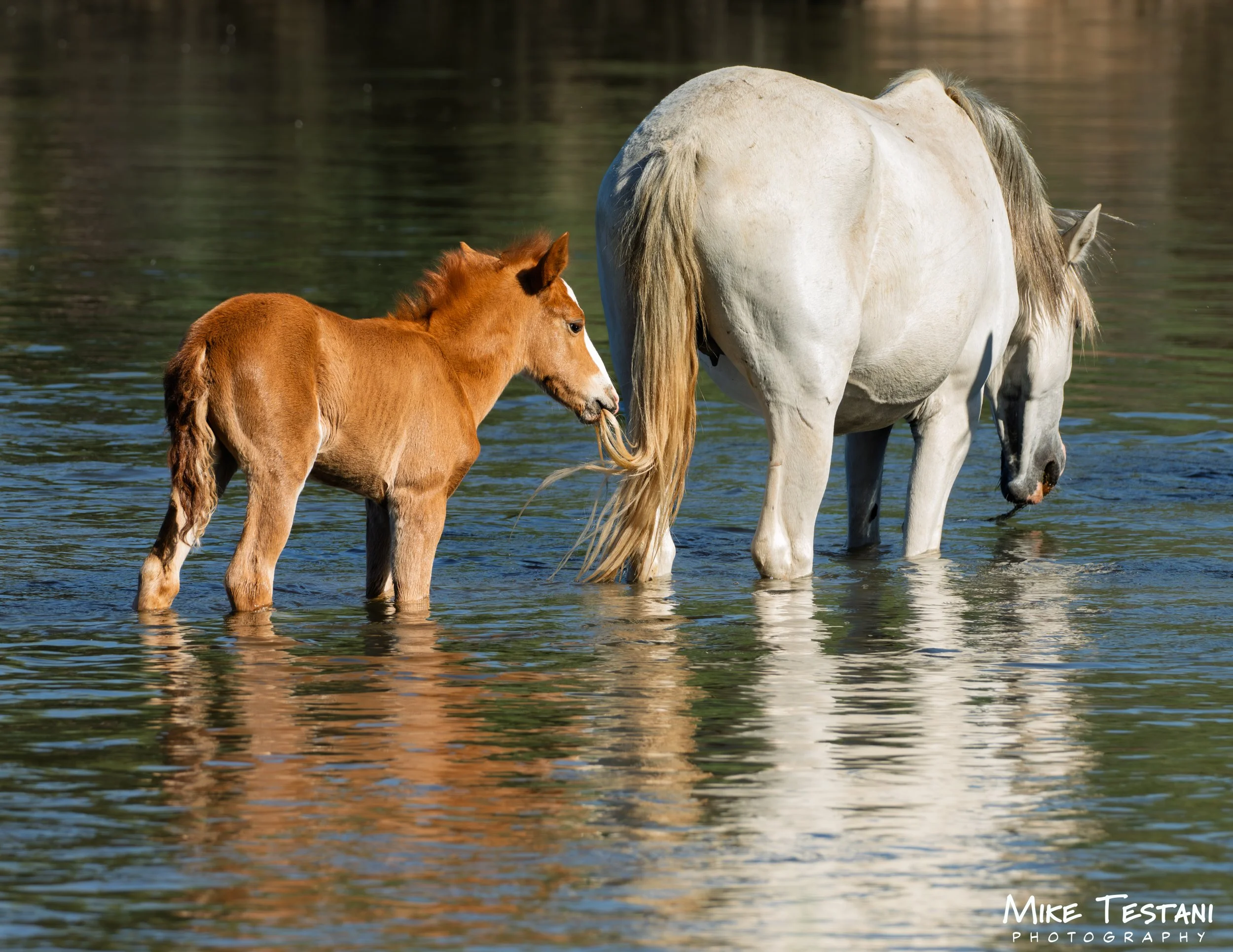 A white horse and a chestnut foal standing in shallow water, with the foal touching the horse's tail.