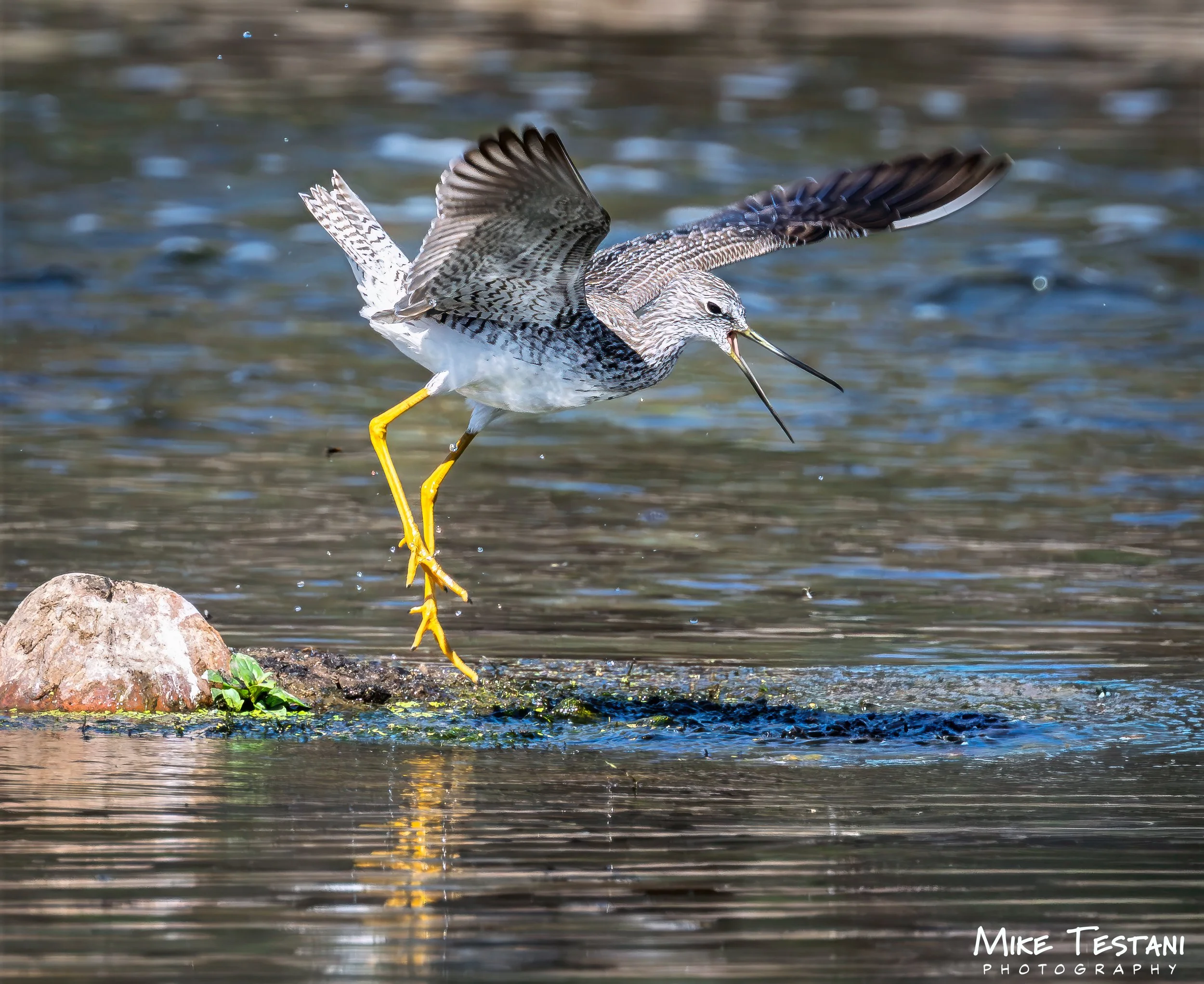Greater Yellow Legs 2 314 .jpg