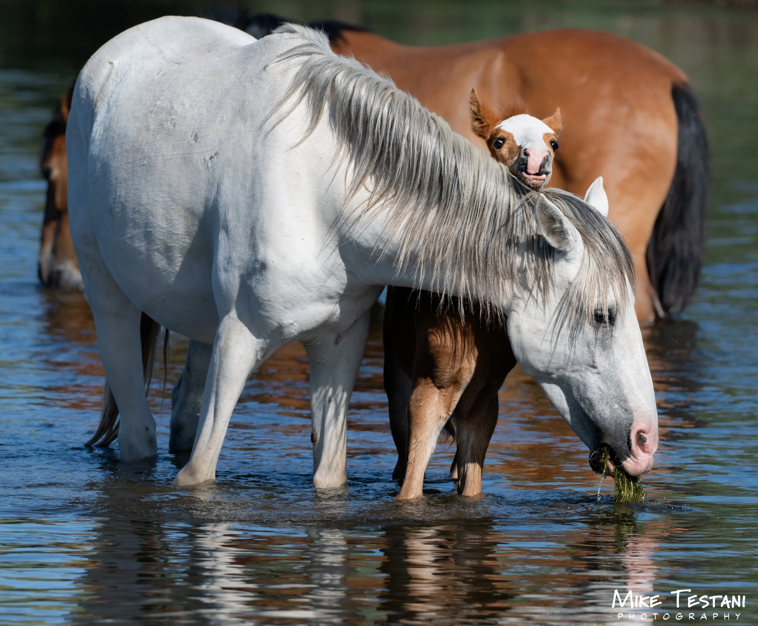 A white horse and a small brown and white dog are standing in shallow water, with the horse's head bent down to eat grass and the dog's head turned toward the camera. There is a larger brown horse in the background.