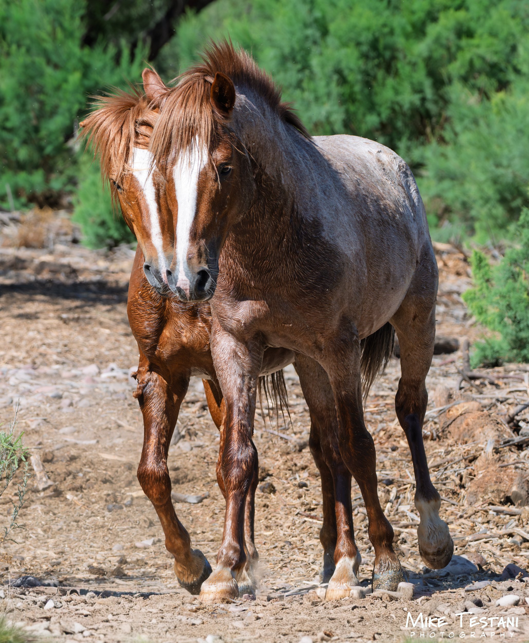 A brown horse with a white stripe on its face standing on dirt ground with green trees in the background.
