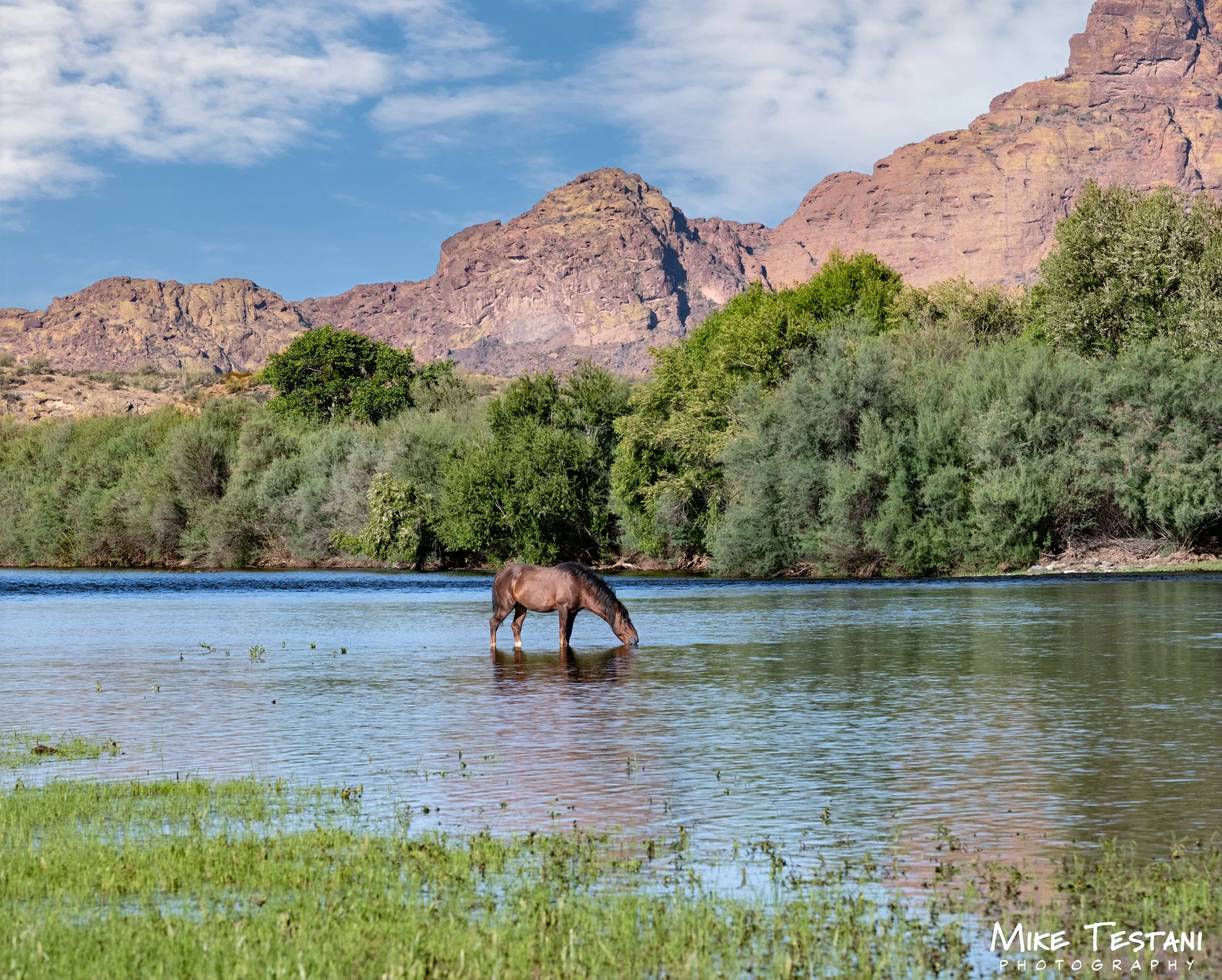 Salt River Horses 17  April 2026-10.jpg