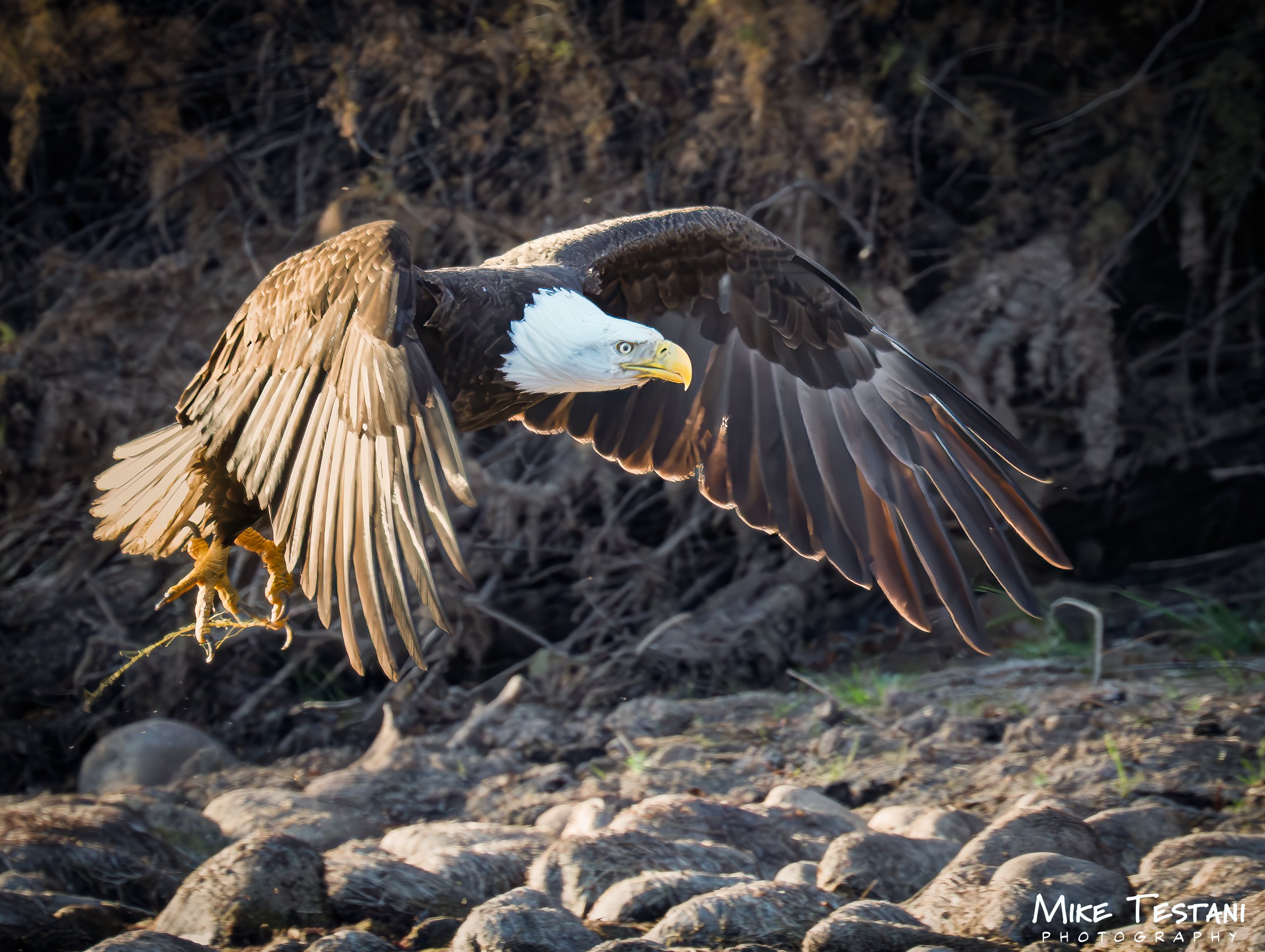 Salt Rivger Eagle 2026 9w.jpg