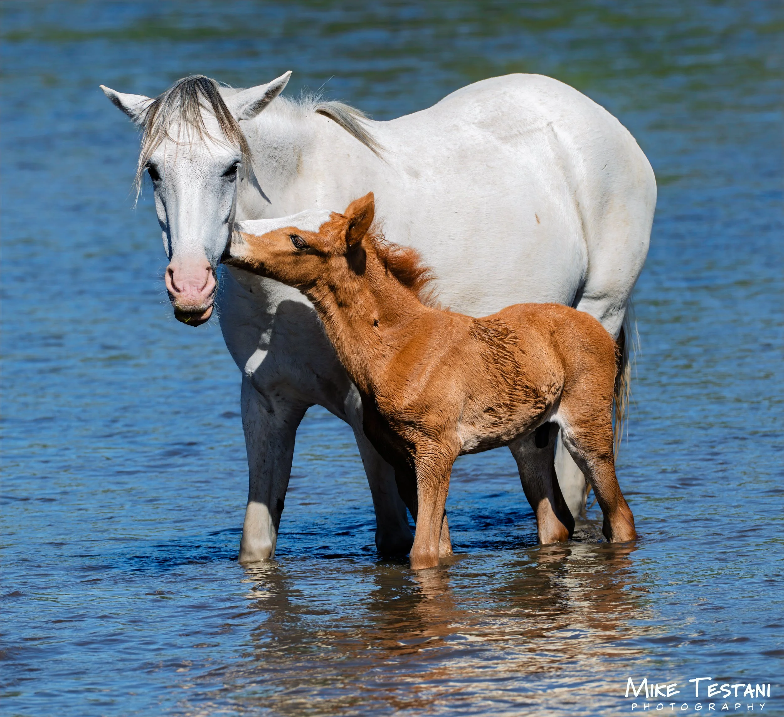 A white horse and a chestnut foal stand in shallow water, with the horse gently nuzzling the foal's head. The background is the water of a lake or sea.