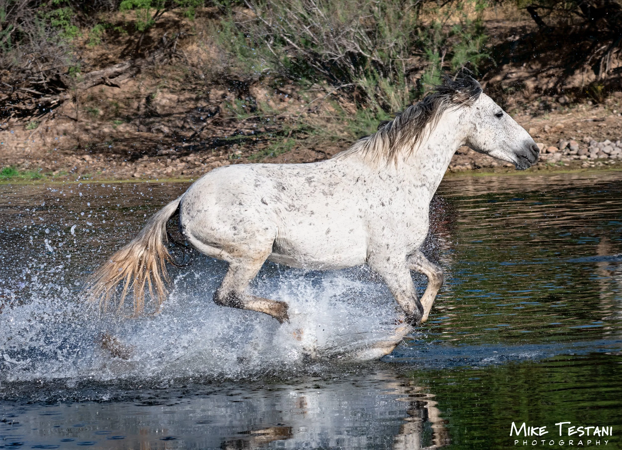 Salt River 3 19 26 F.jpg