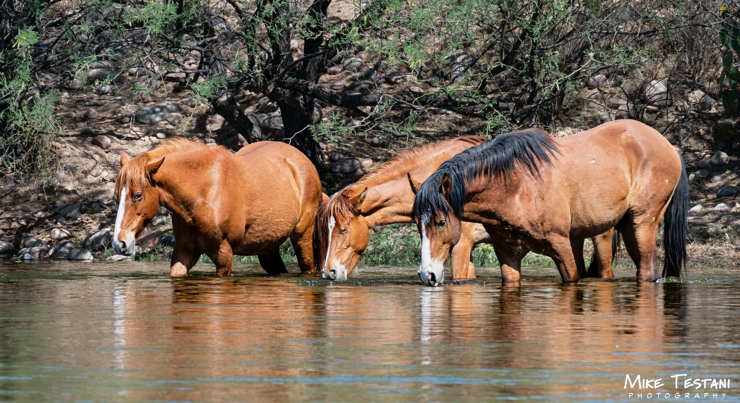 Salt River Horses 17  April 2026-14.jpg