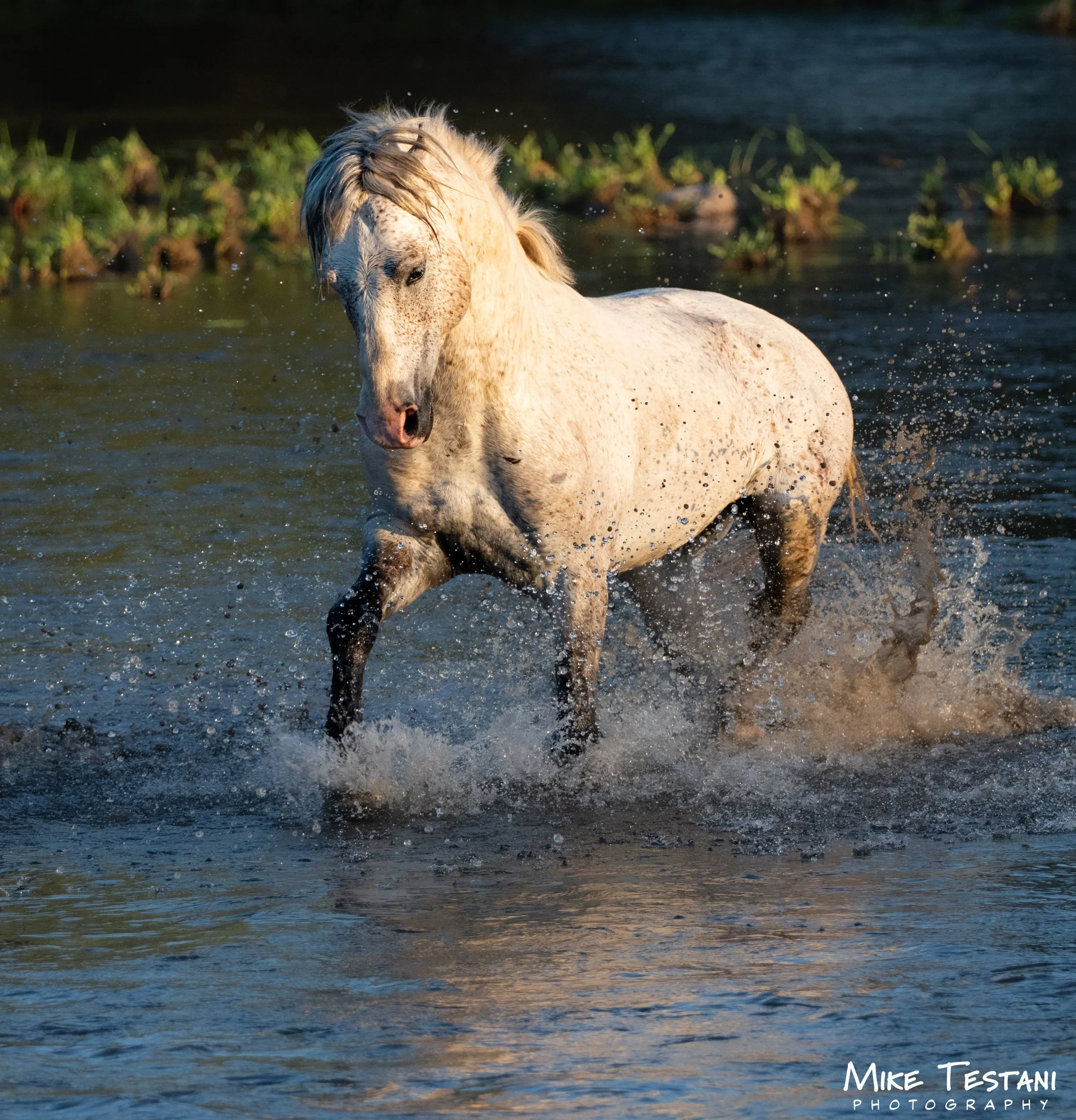 A white horse with dark mane standing in a body of water with green foliage in the background.