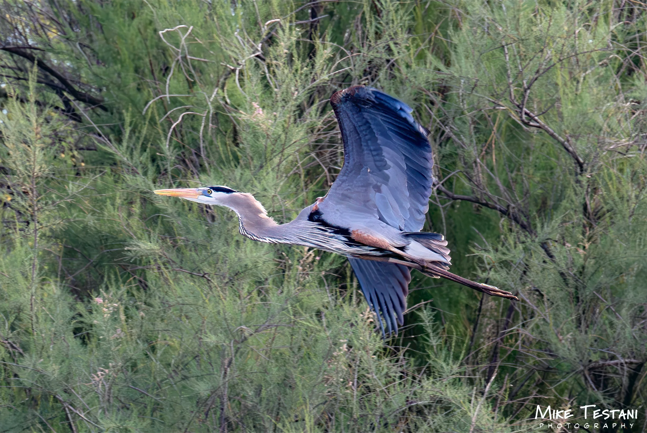 Heron April 11 26.jpg
