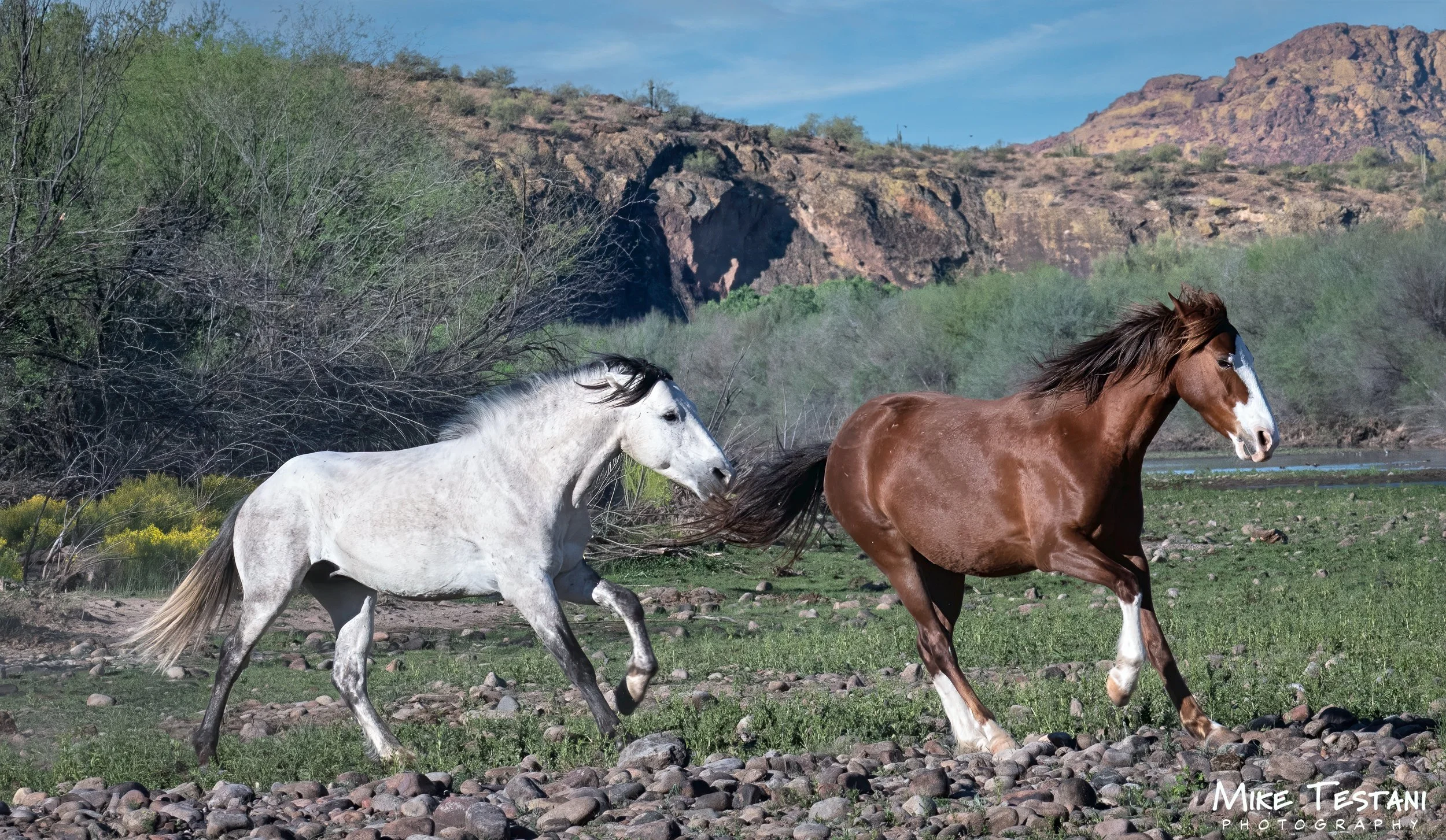 Salt River Horses March 19 2026 A.jpg
