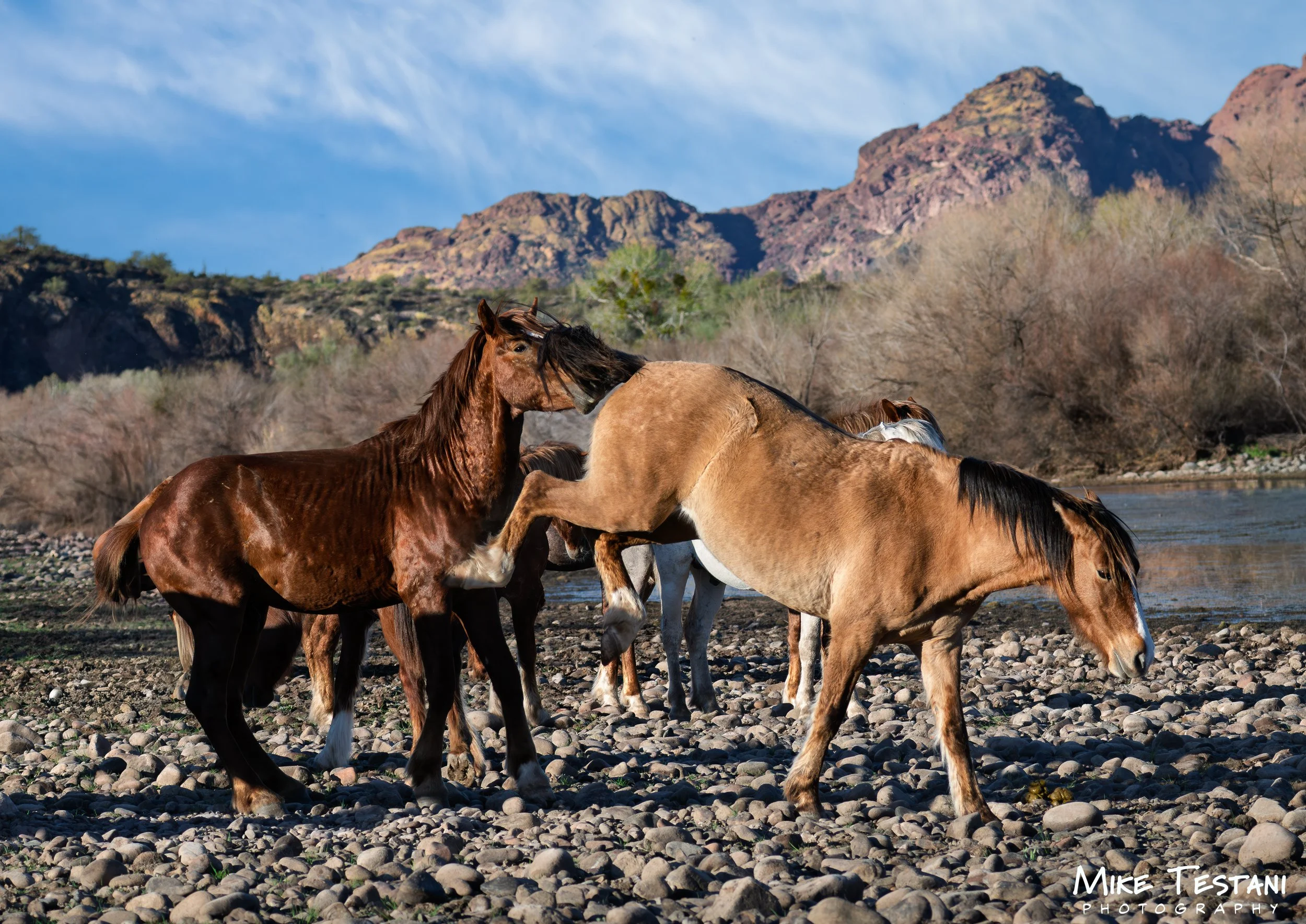 Salt River Horses 2026 Feb 8 D.jpg