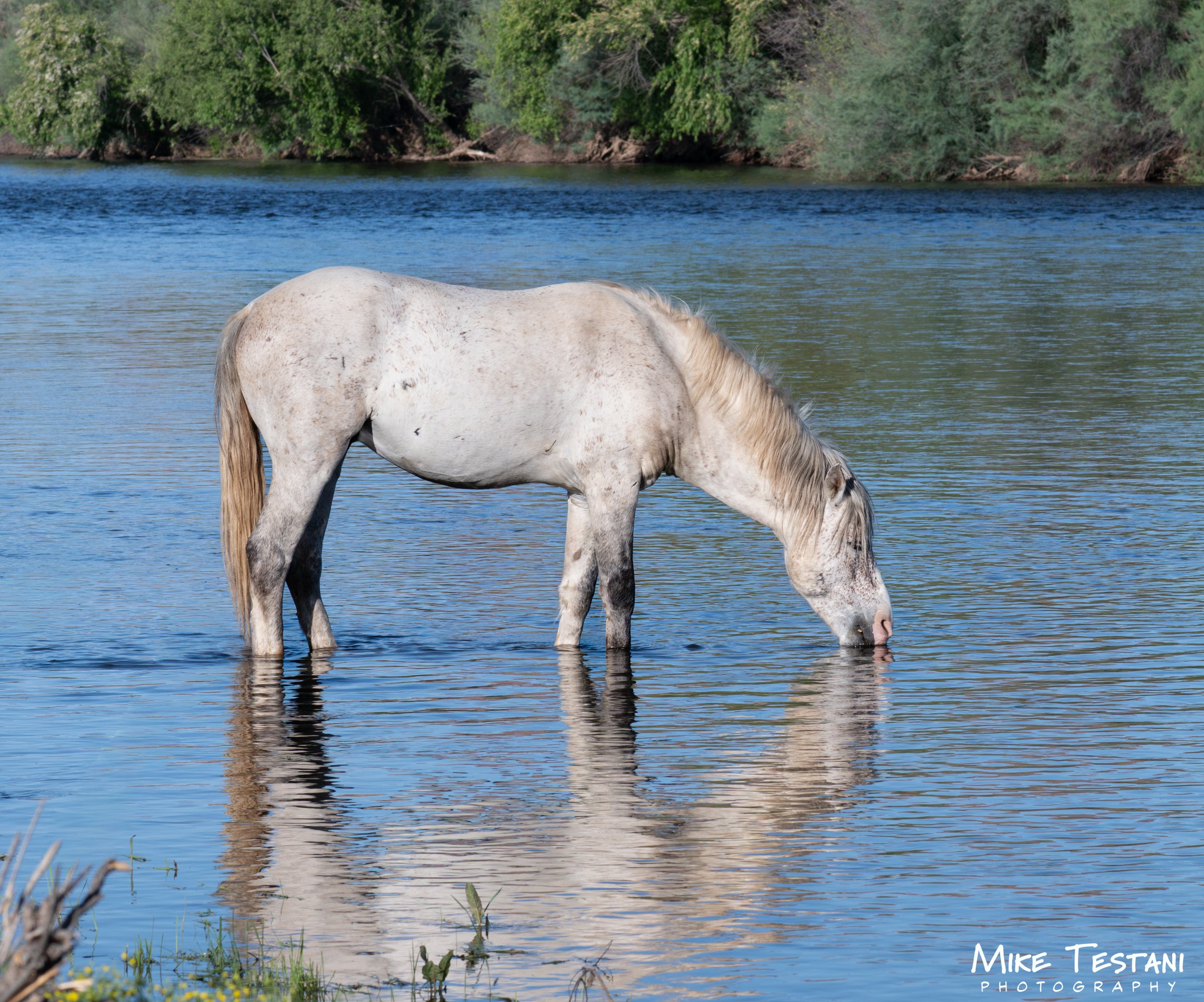 Salt River Horses 17  April 2026-8.jpg
