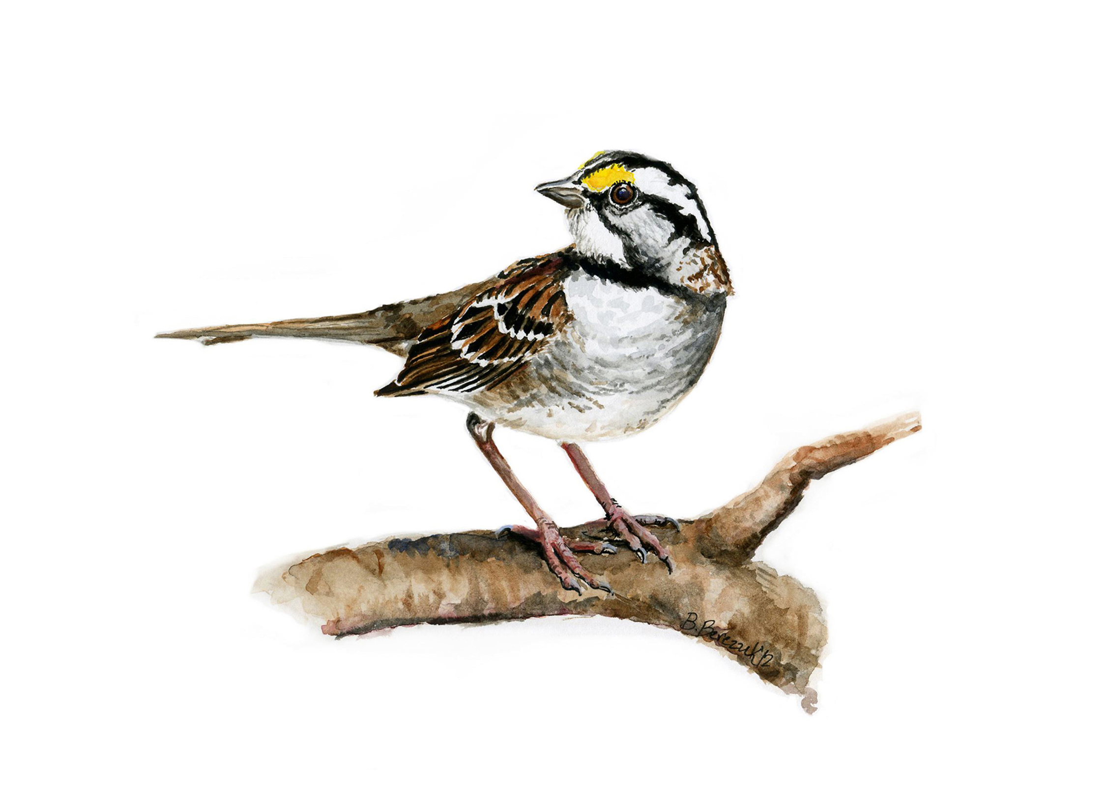  White-Throated Sparrow,  watercolor  