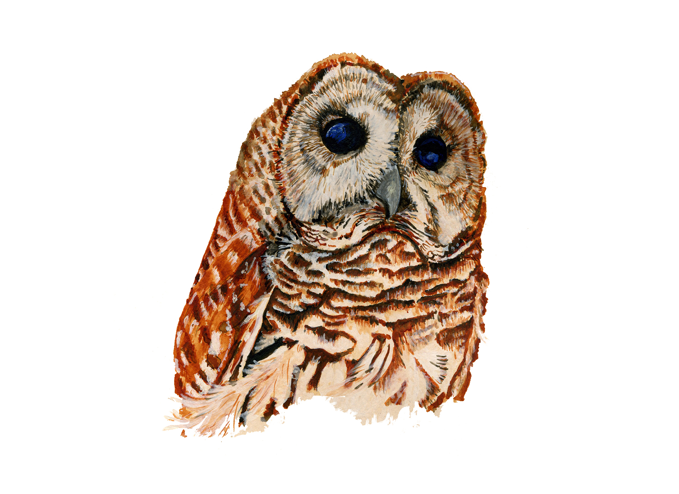  Barred Owl,   gouache   