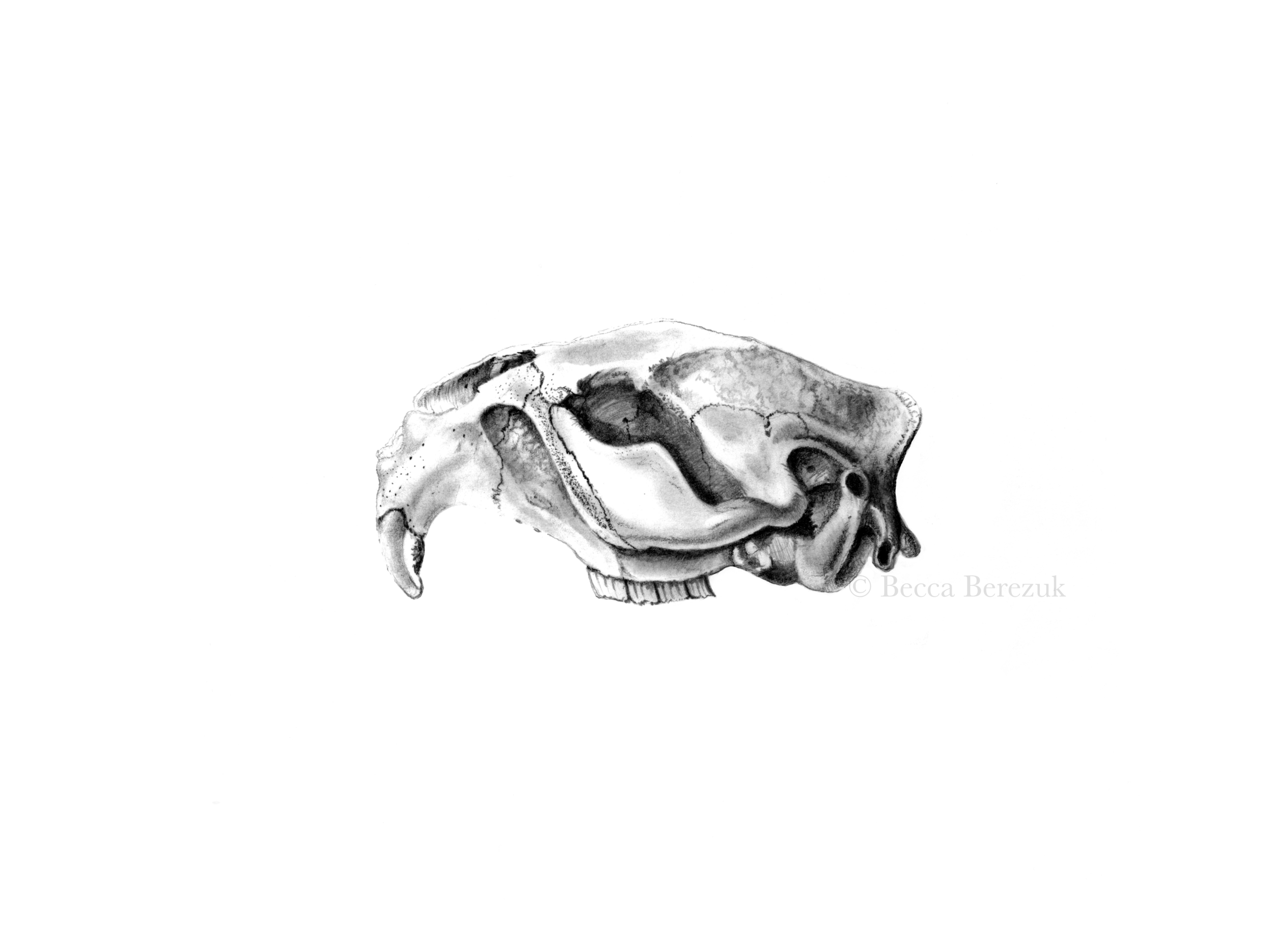  Beaver skull,&nbsp; graphite  