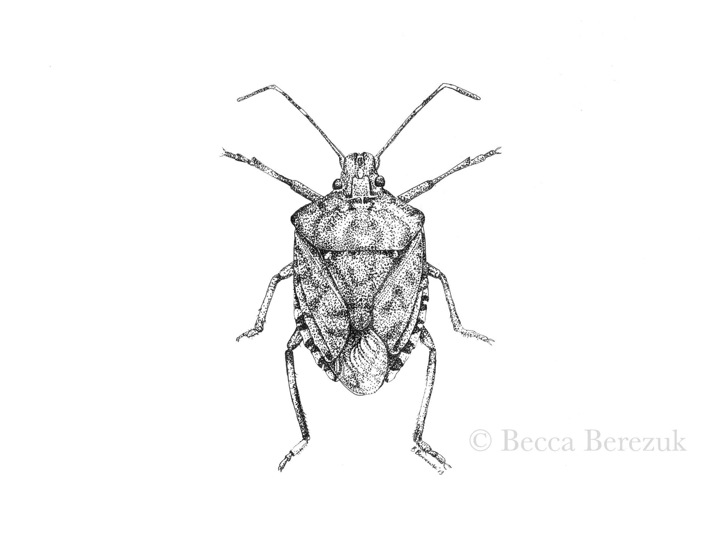  Pentatomidae,  pen and ink  