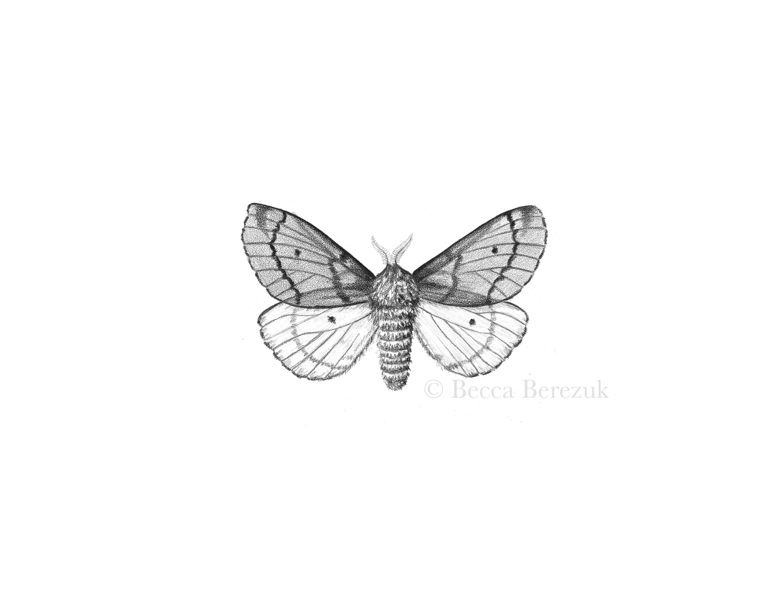  Pandora Pinemoth,  graphite on coquille board  