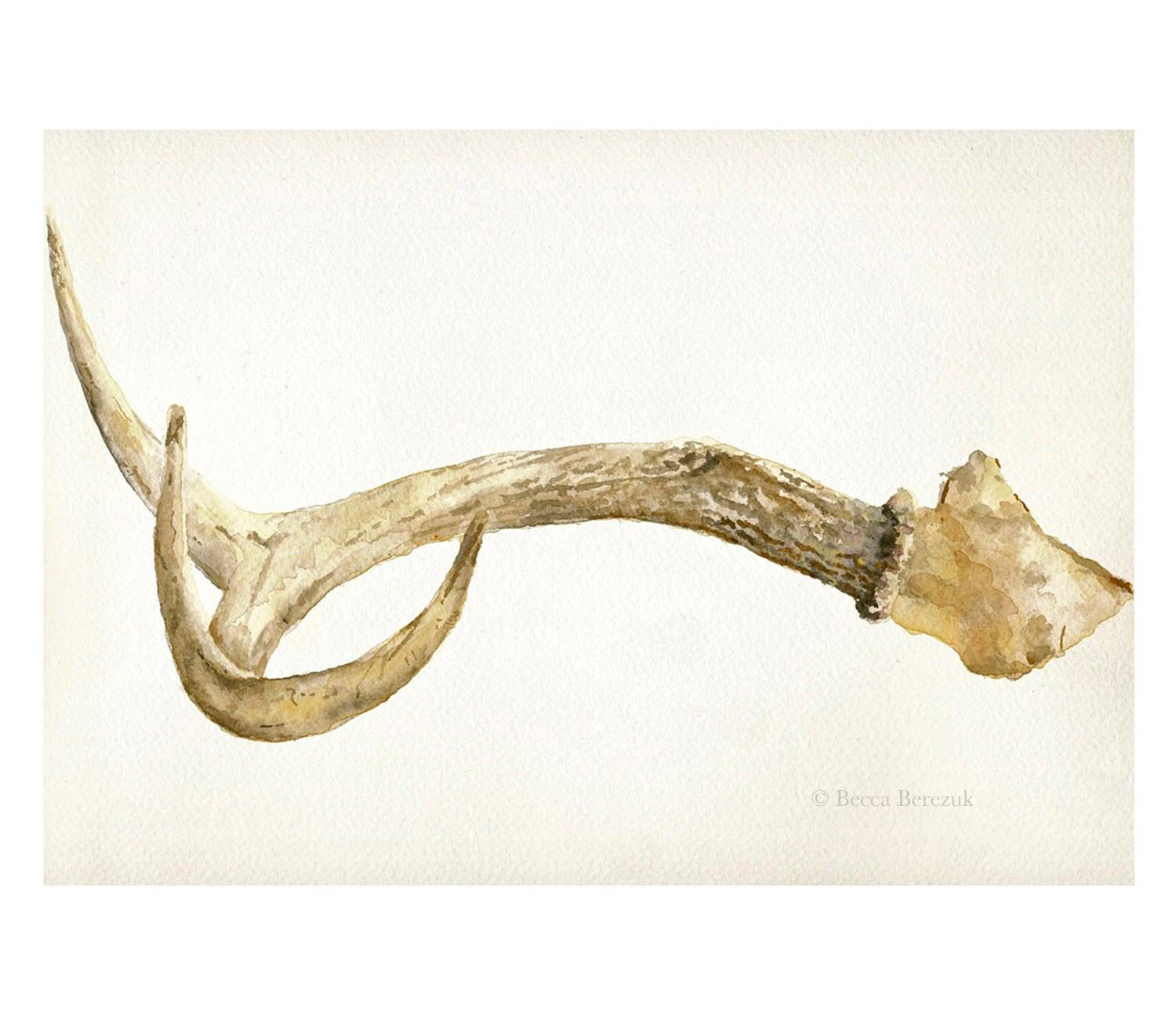  Study of Deer Antler,  watercolor  