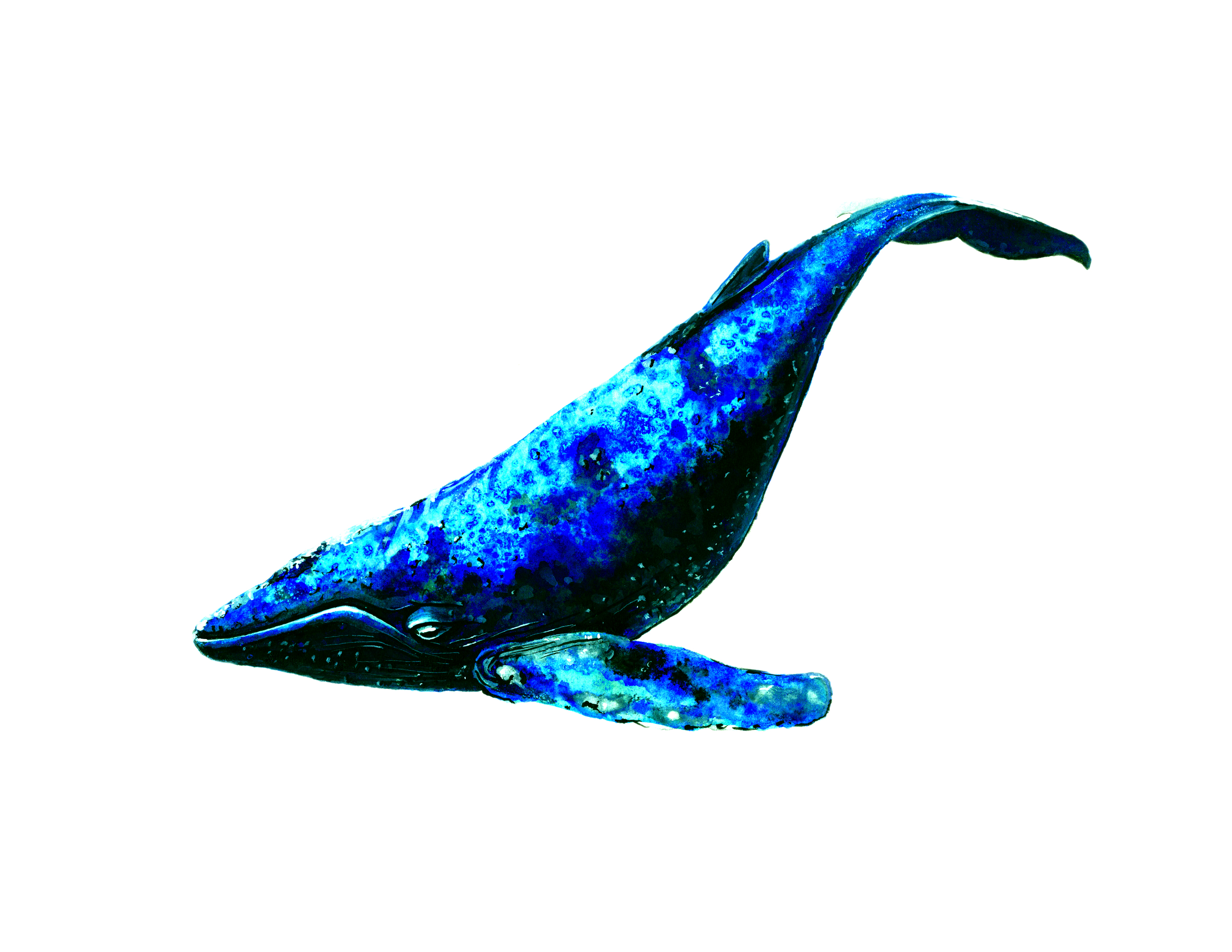  Blue Whale,  watercolor  