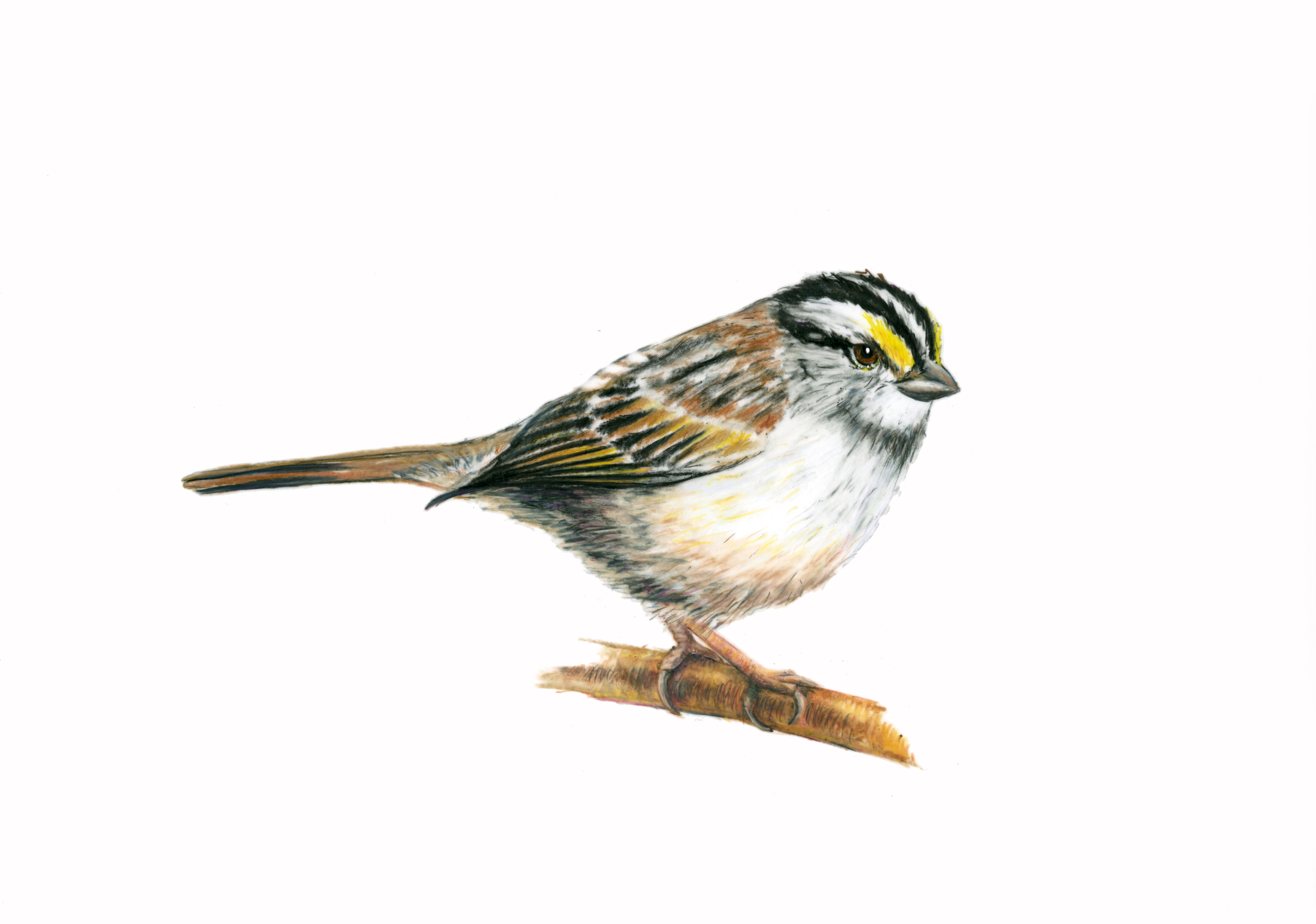  White-Throated Sparrow,  colored pencil on Duralene.  