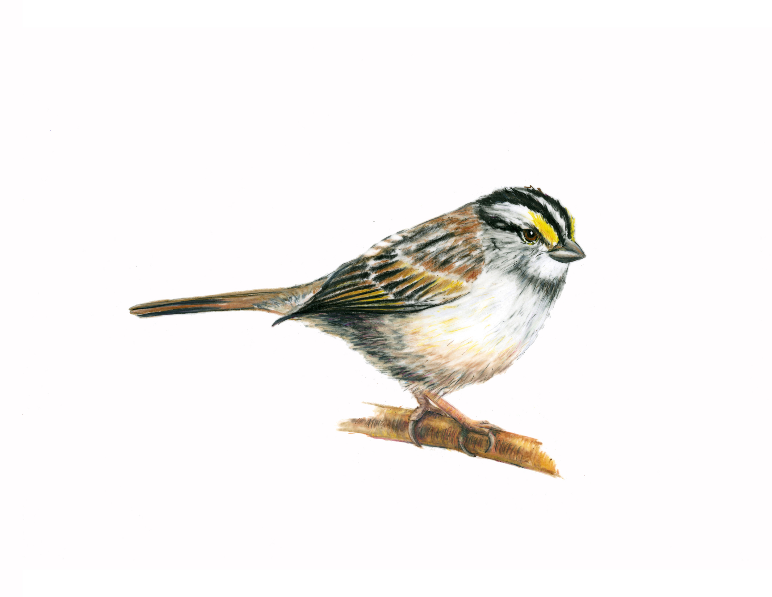   White-throated Sparrow,  colored pencil      