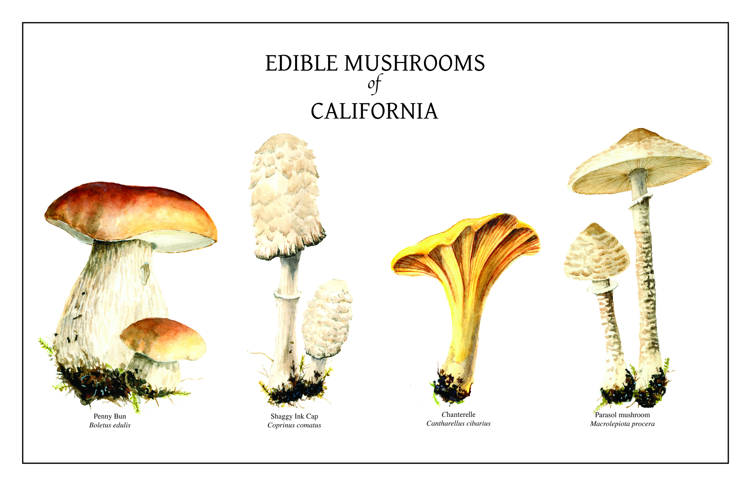 Common Edible Mushrooms, Watercolor and Gouache
