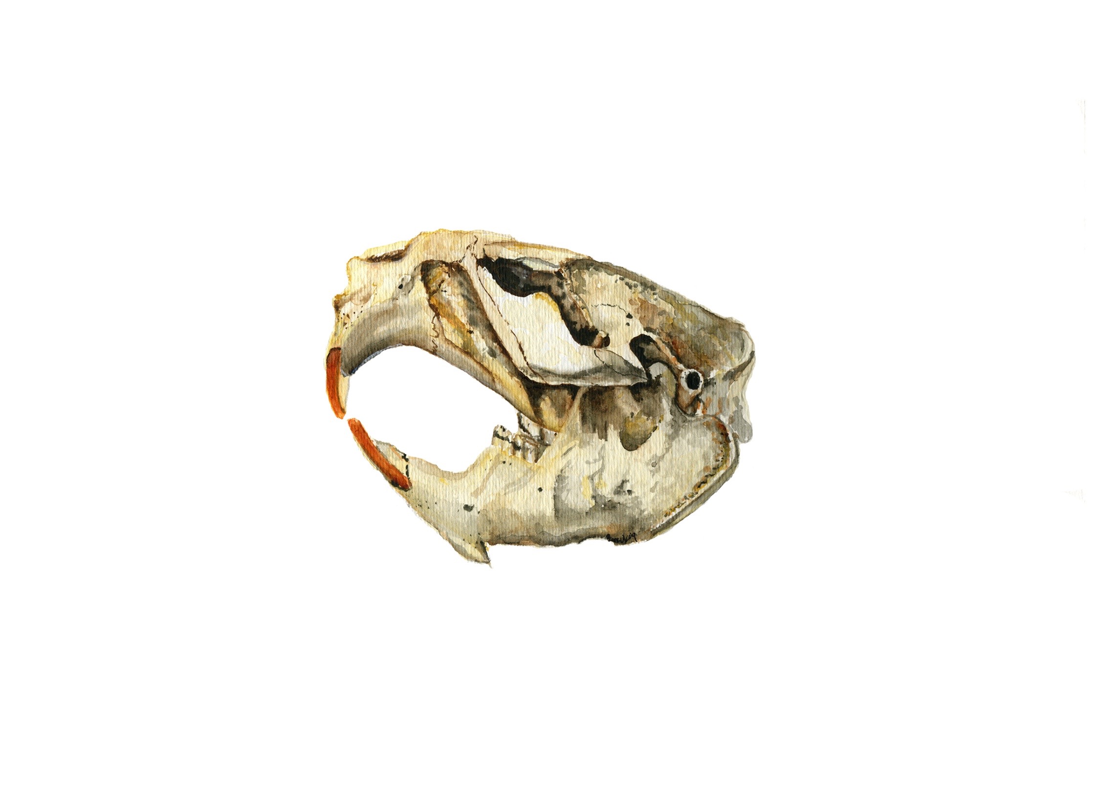 Beaver skull, watercolor