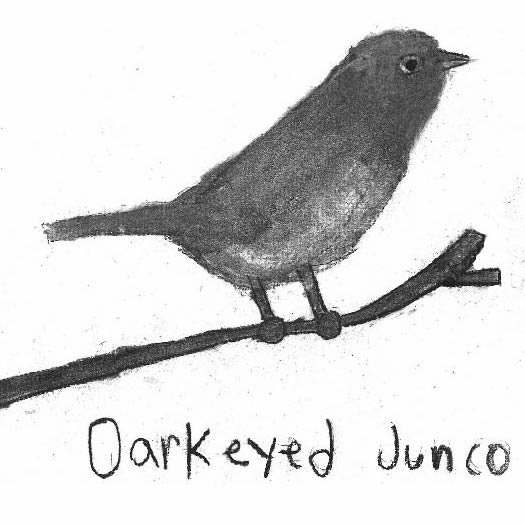 Dark Eyed Junco.jpg