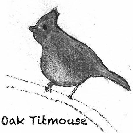 Oak Titmouse.jpg