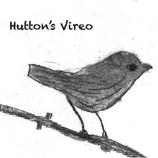 Hutton's Vireo.jpg