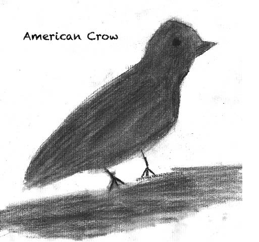 American Crow.jpg